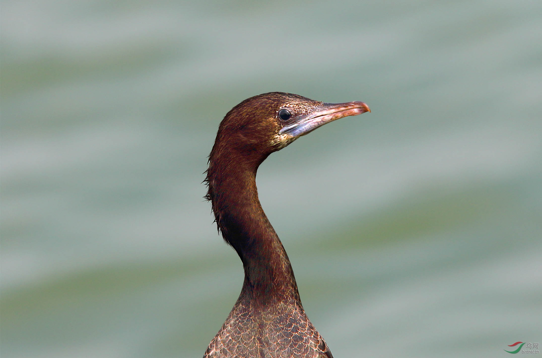 另一个品种小鸬鹚
