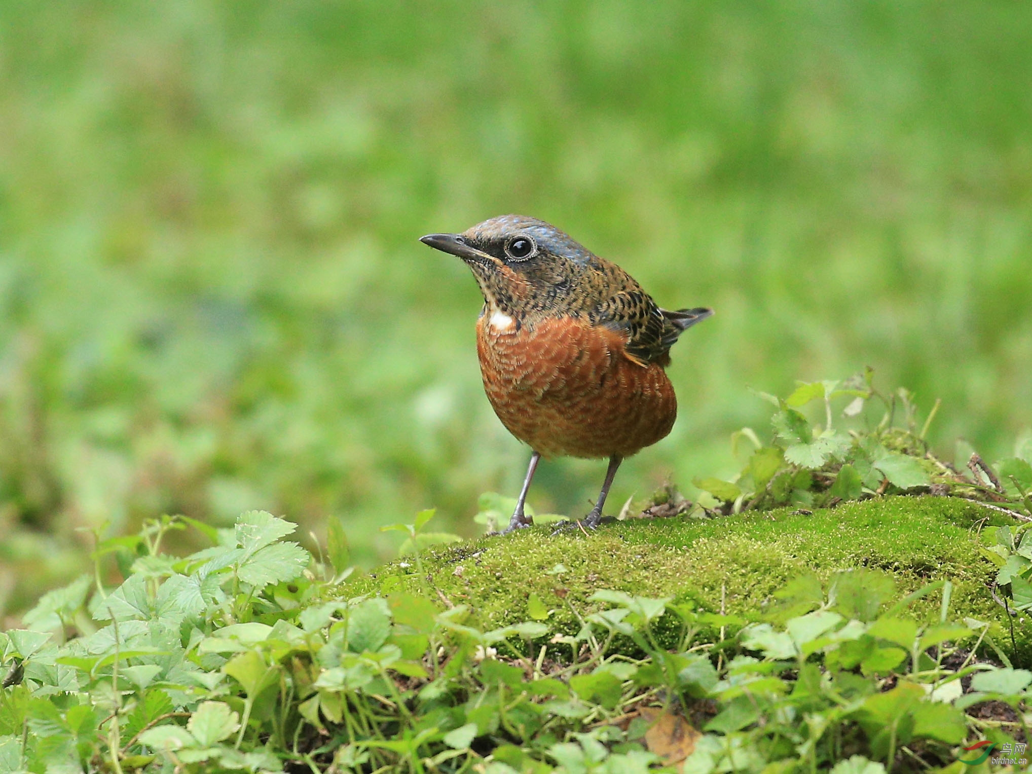 [林鸟] 白喉矶鸫(雄)--北京动物园