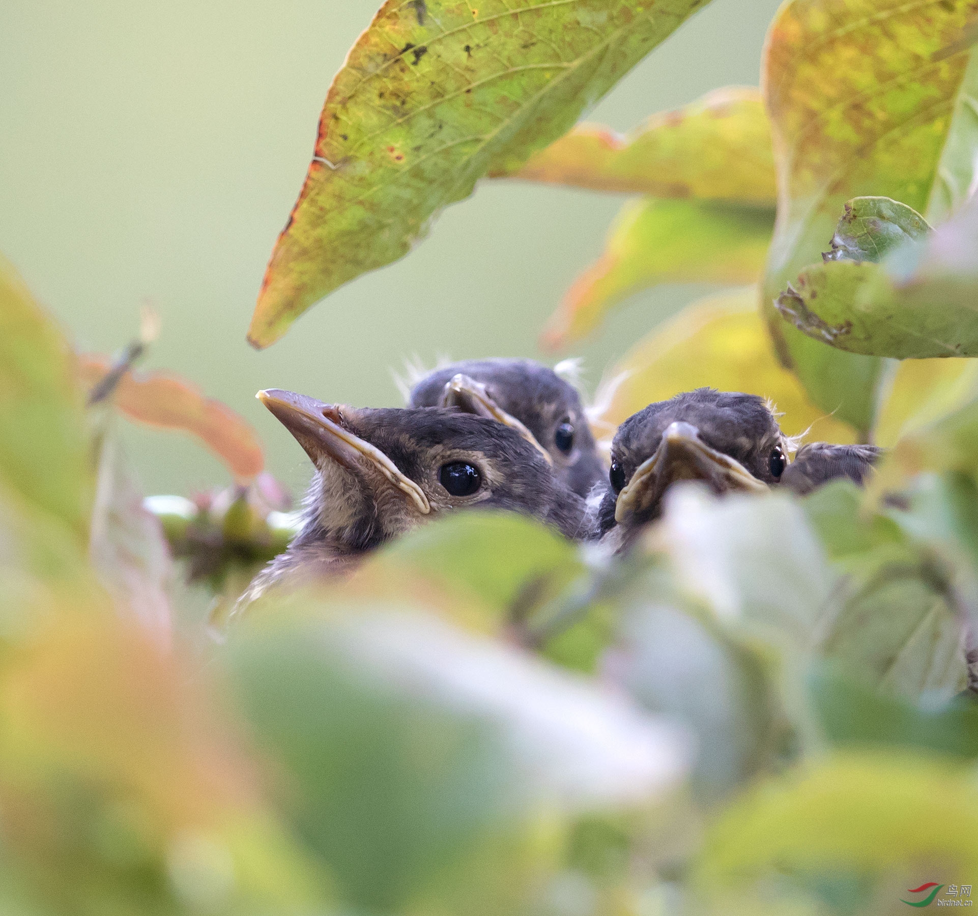 饥饿难捱的知更鸟雏鸟