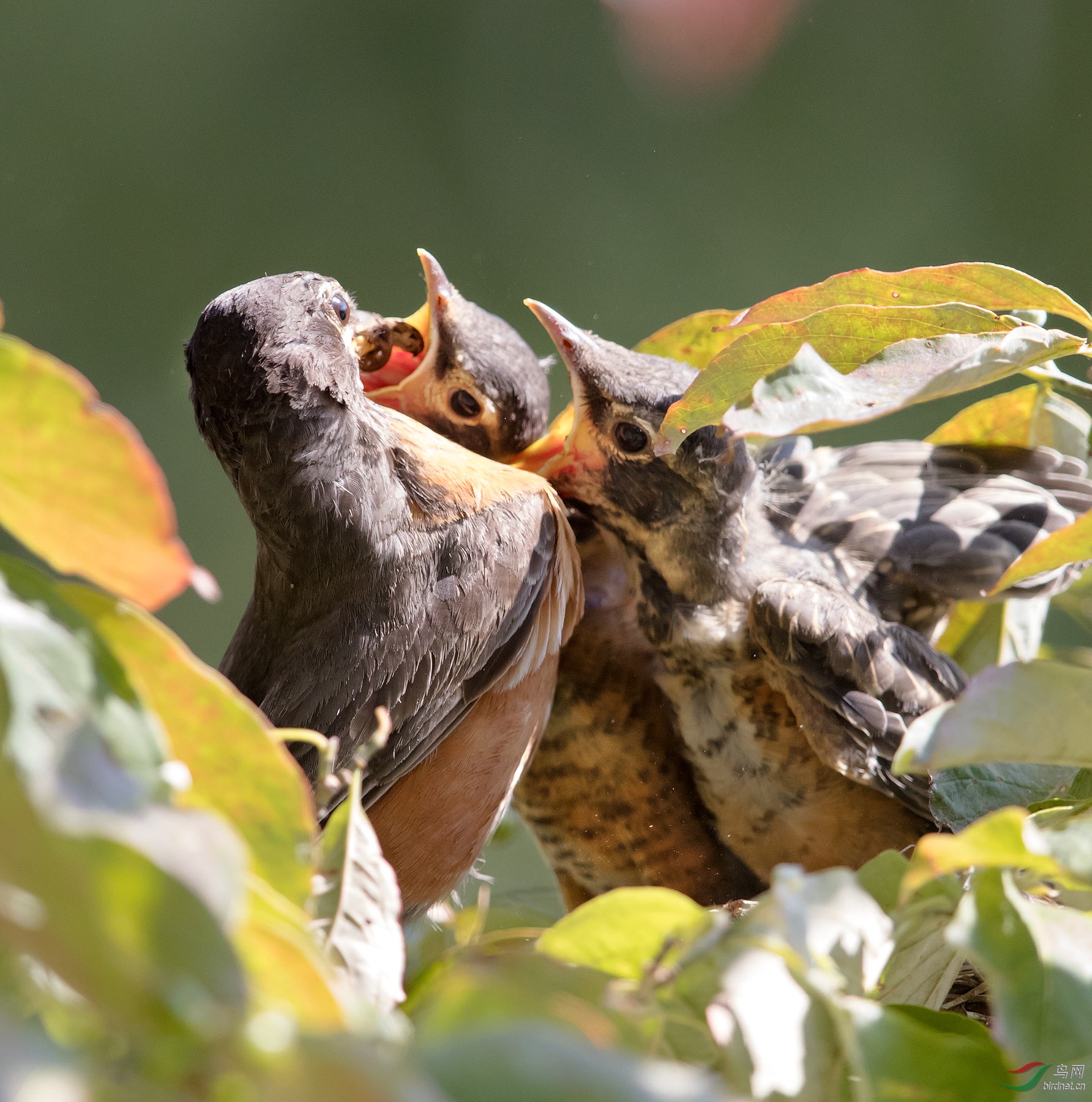 饥饿难捱的知更鸟雏鸟