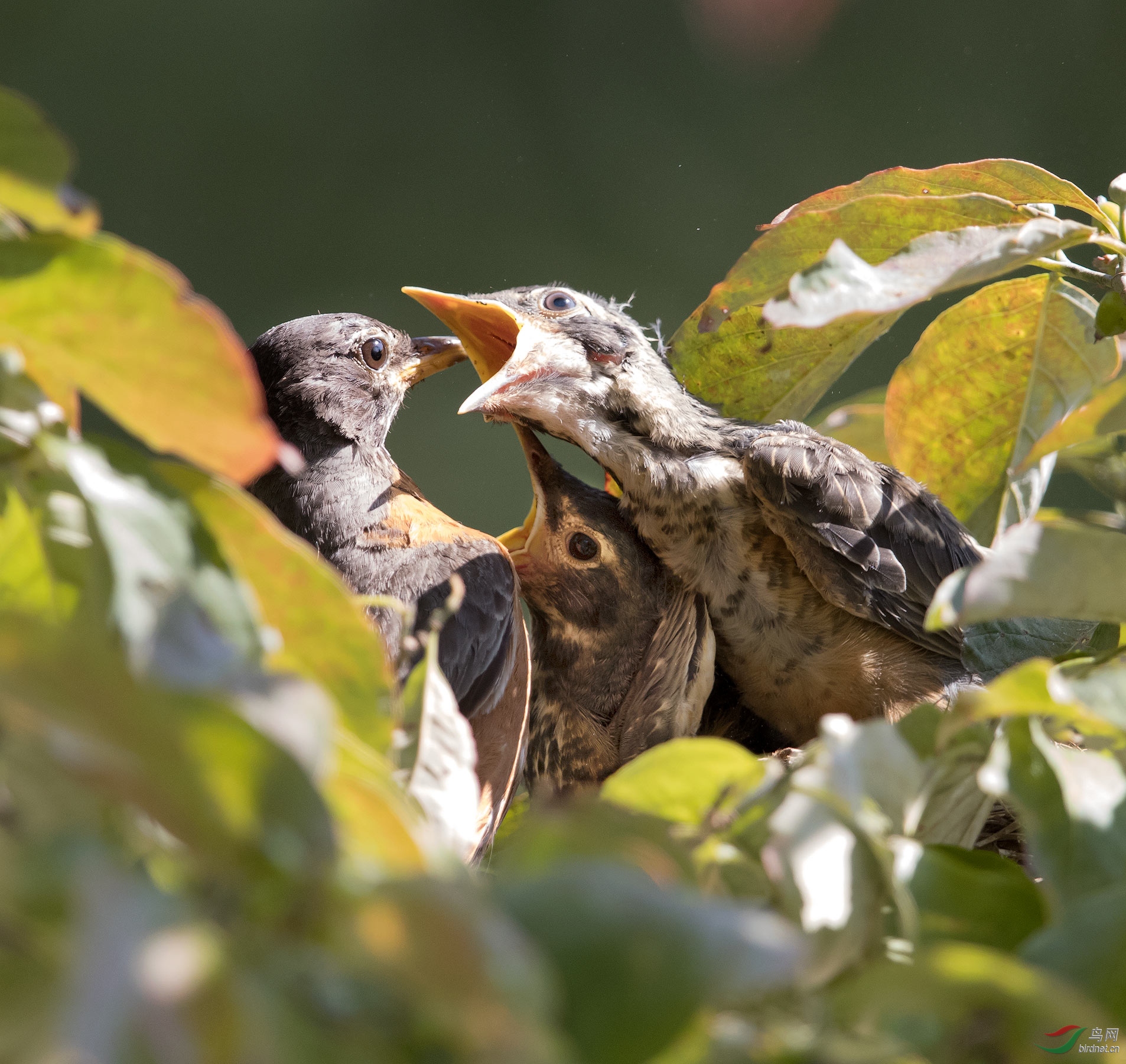饥饿难捱的知更鸟雏鸟