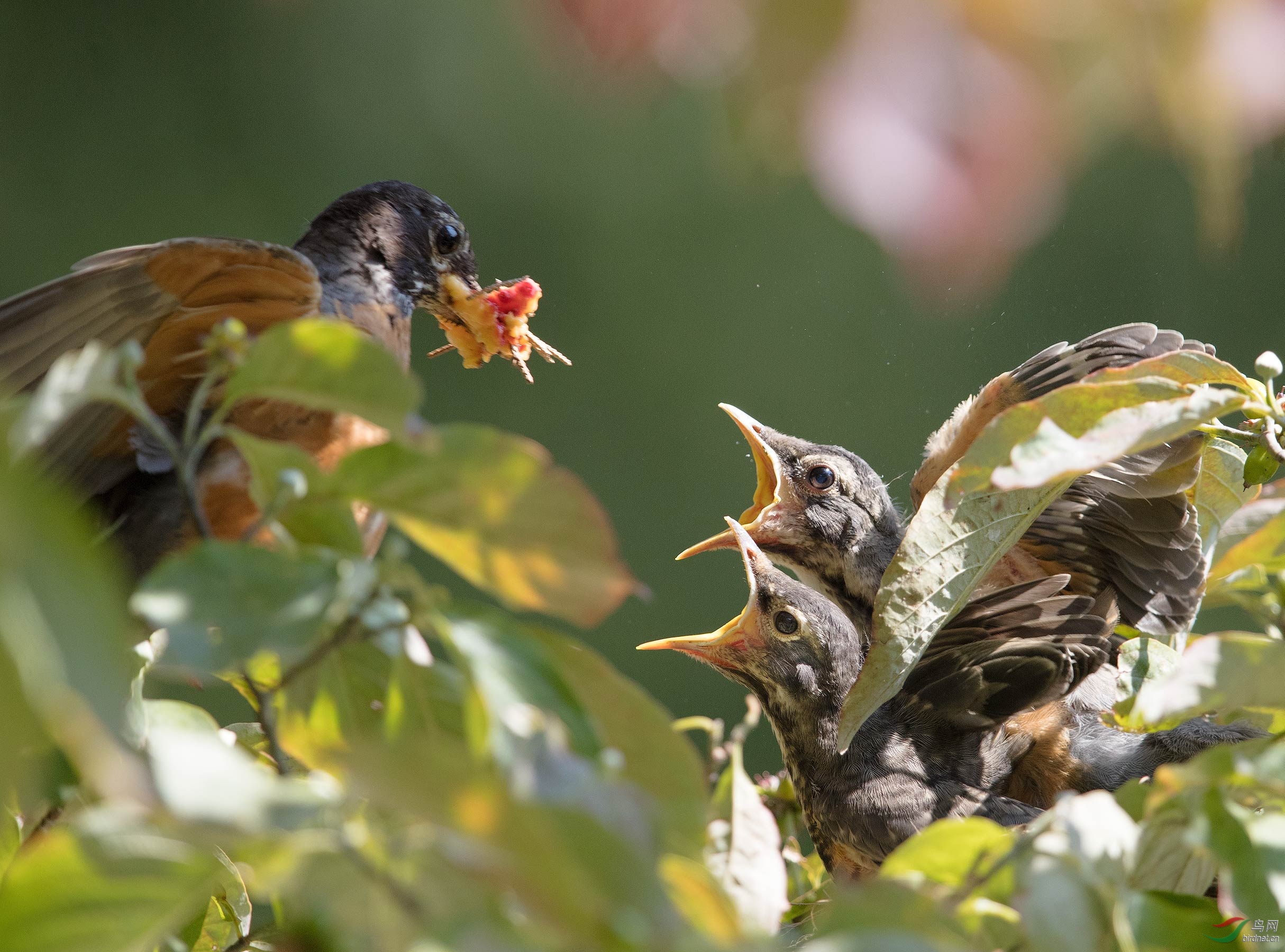 饥饿难捱的知更鸟雏鸟