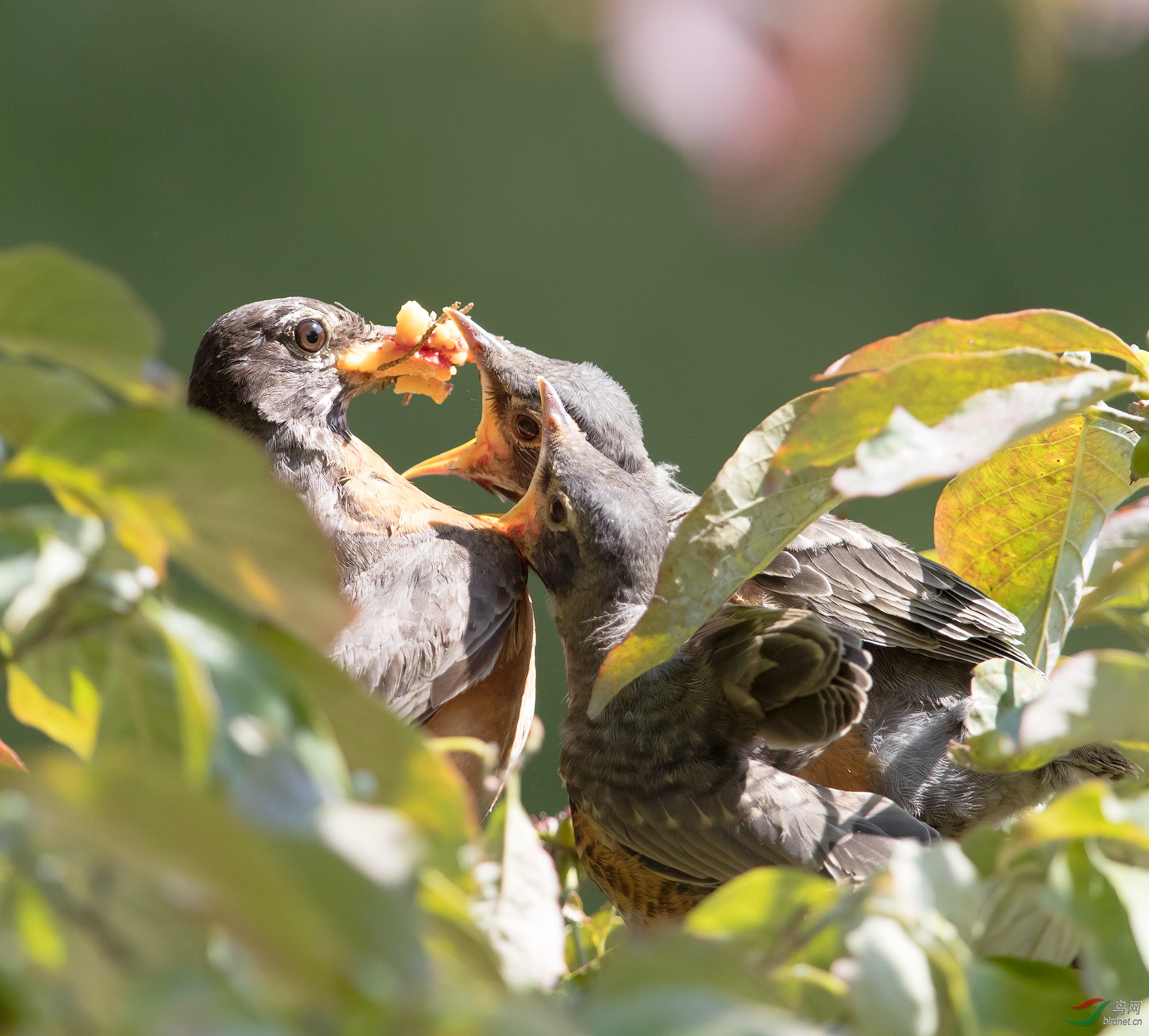 饥饿难捱的知更鸟雏鸟