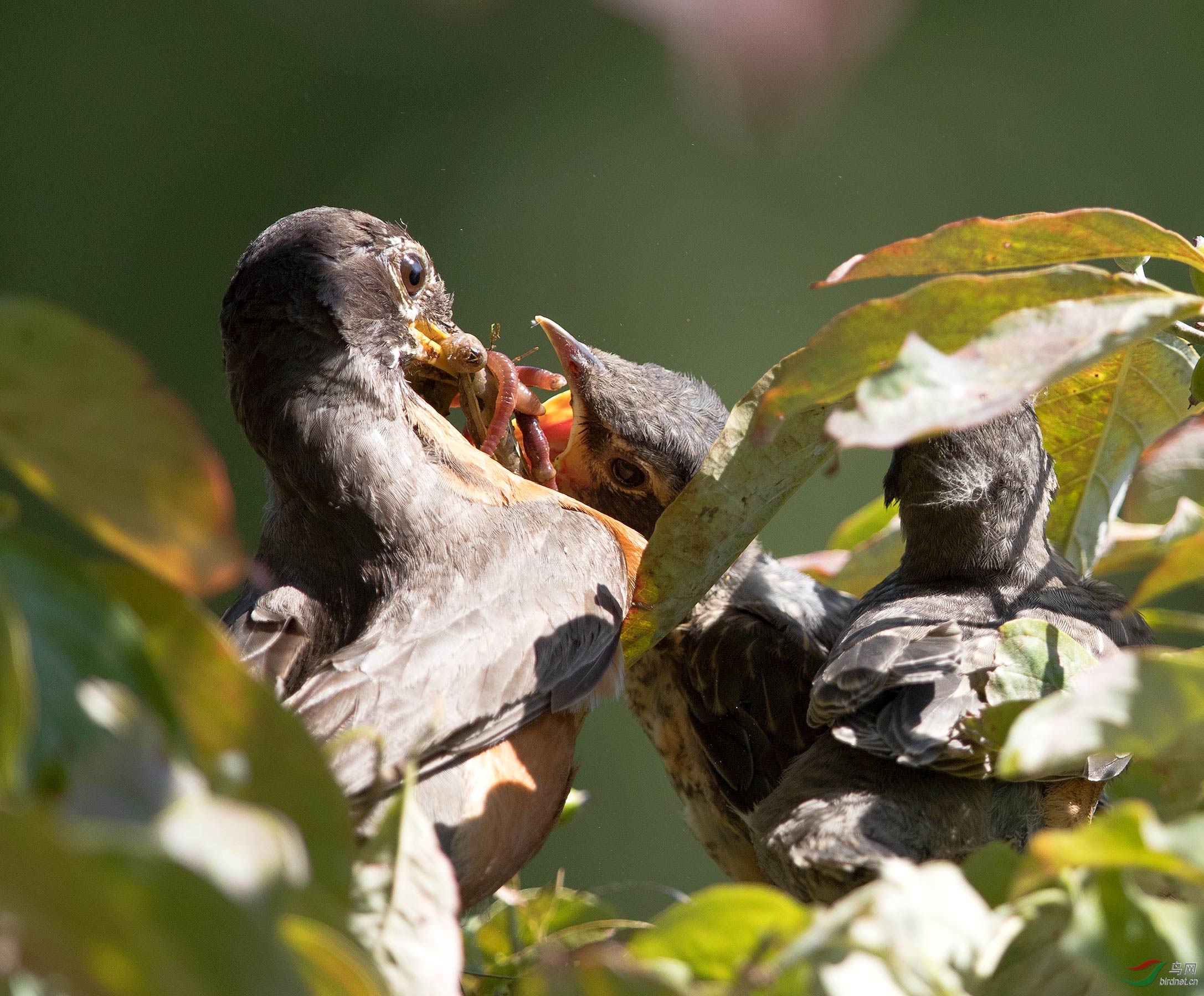 饥饿难捱的知更鸟雏鸟