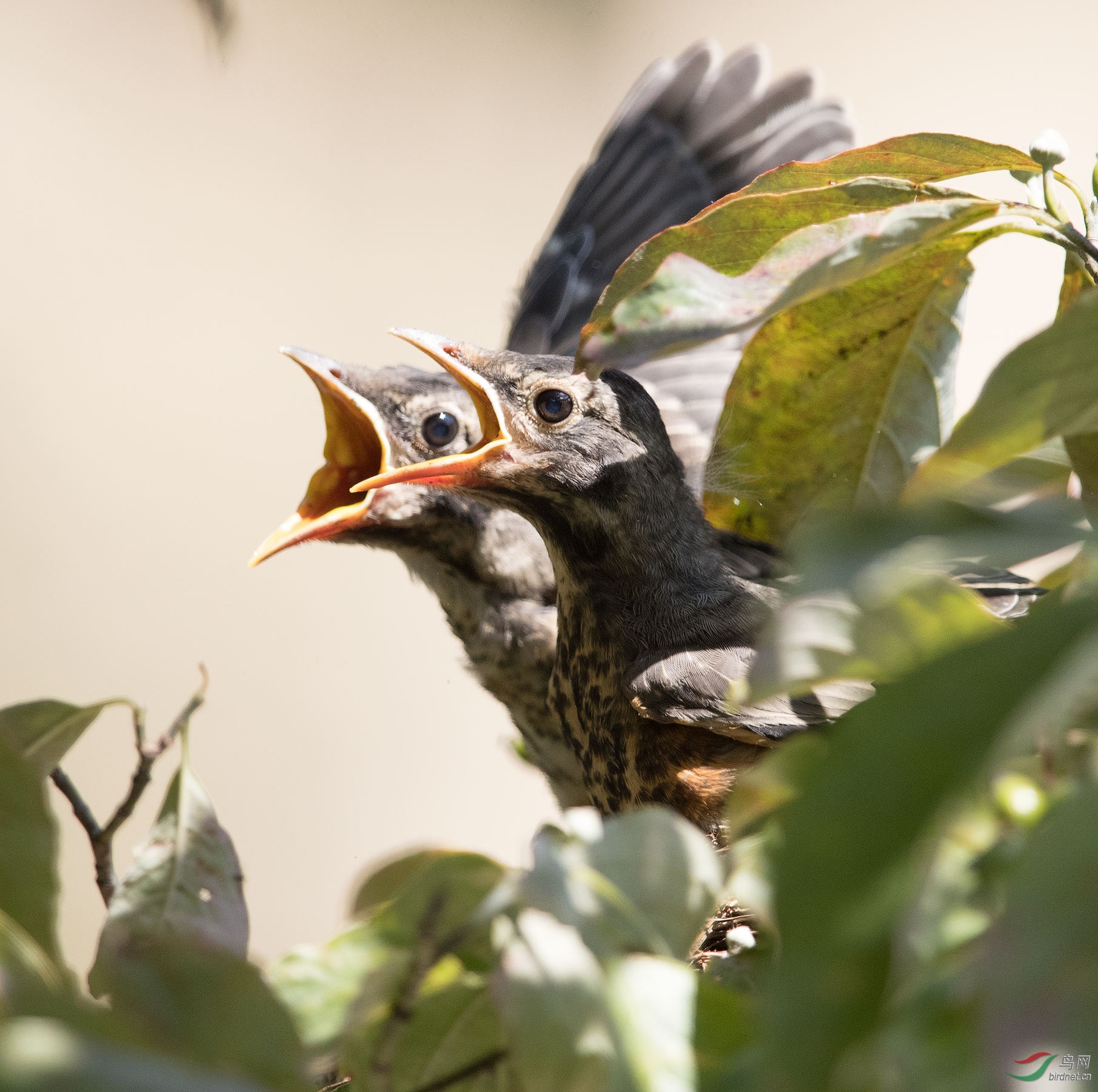 饥饿难捱的知更鸟雏鸟