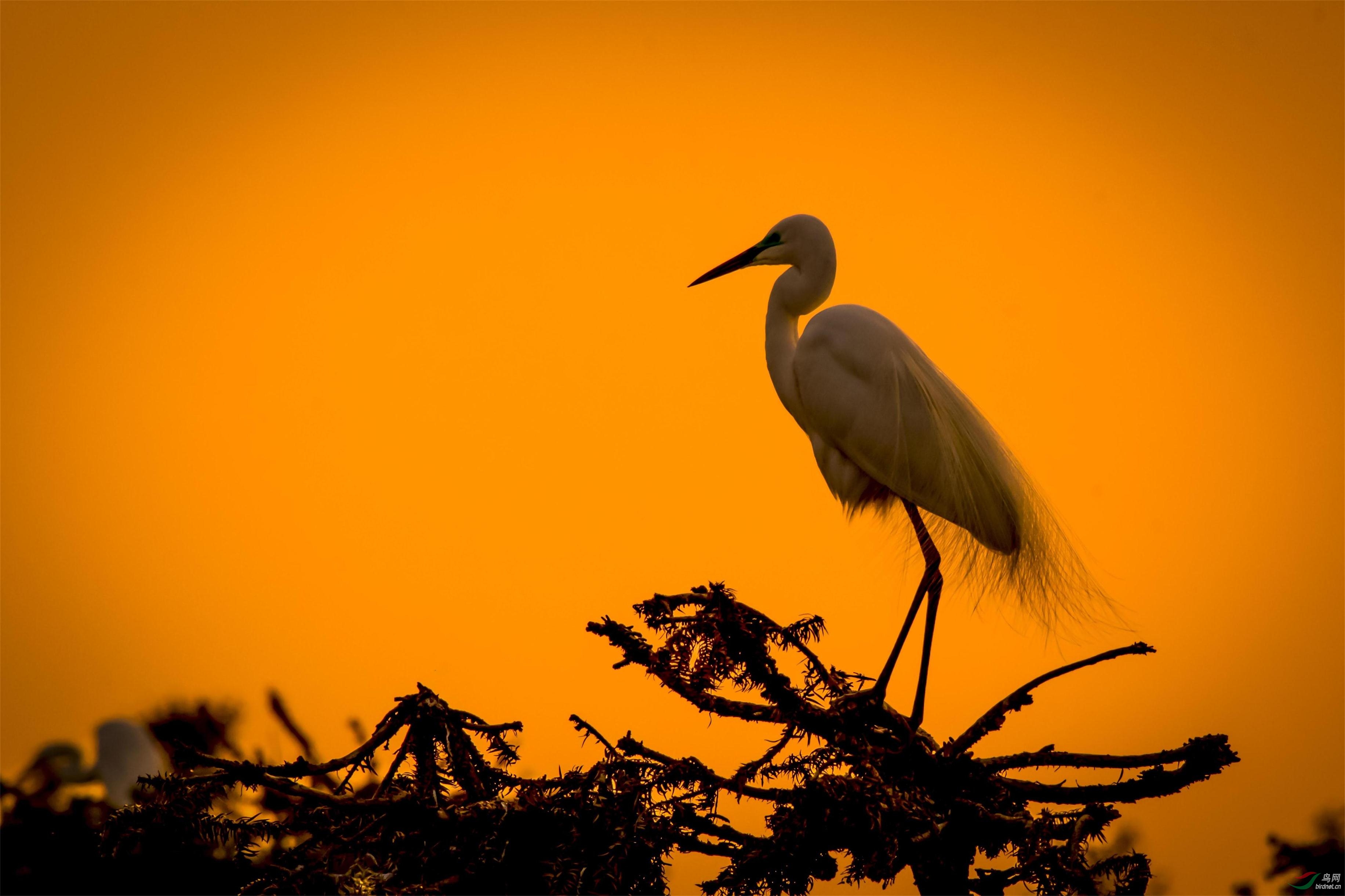 夕阳斜照傲立鹭