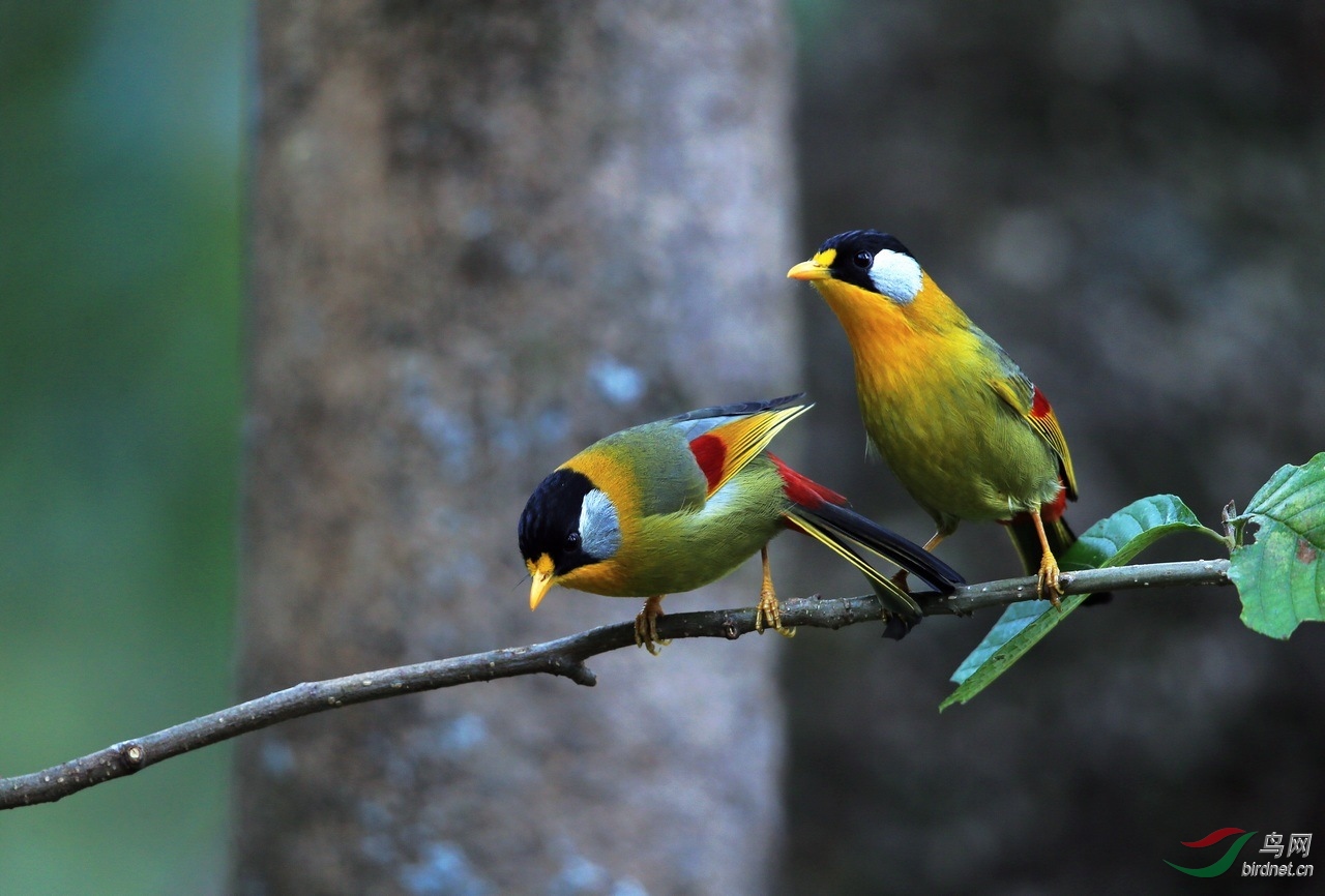 一对银耳相思鸟