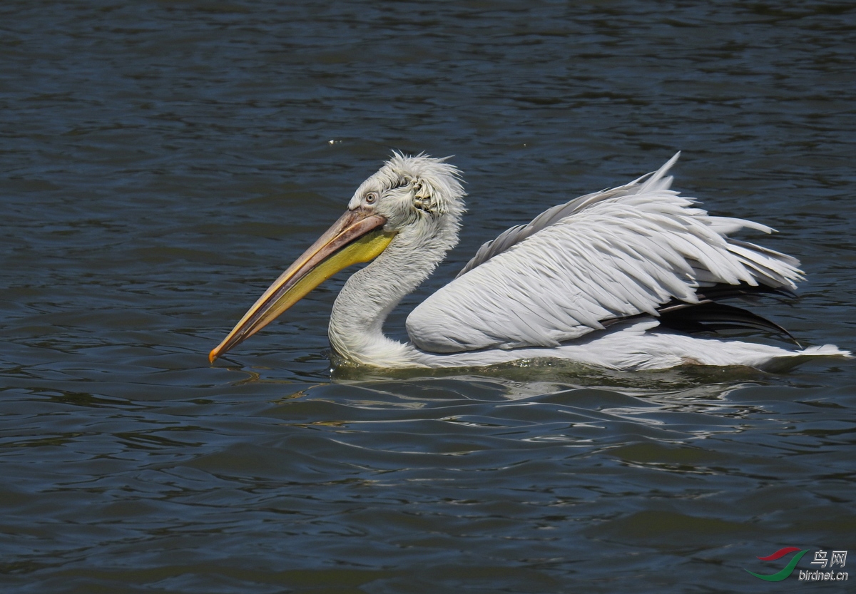 DSCN5613 ����.jpg