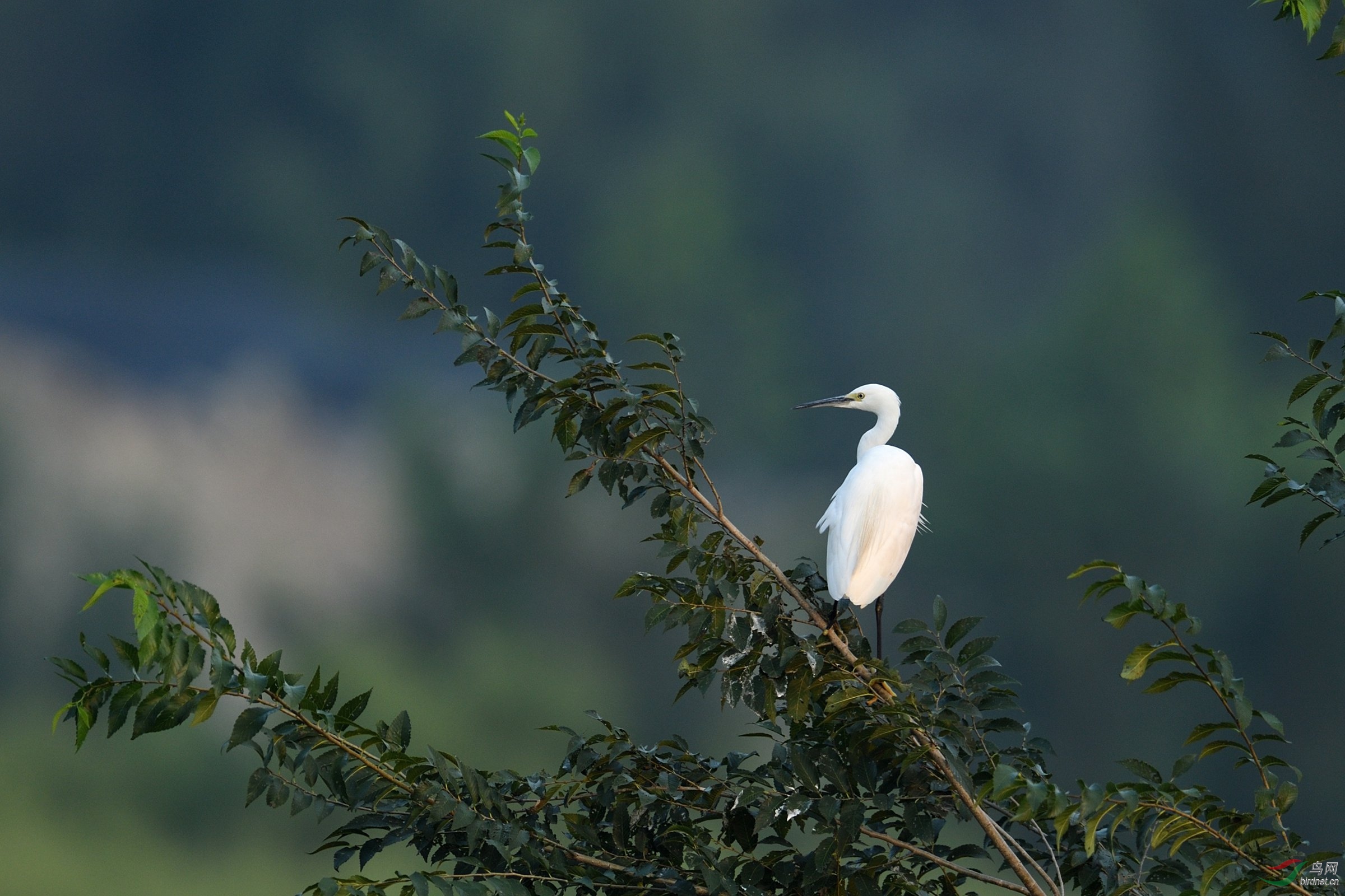 枝头白鹭