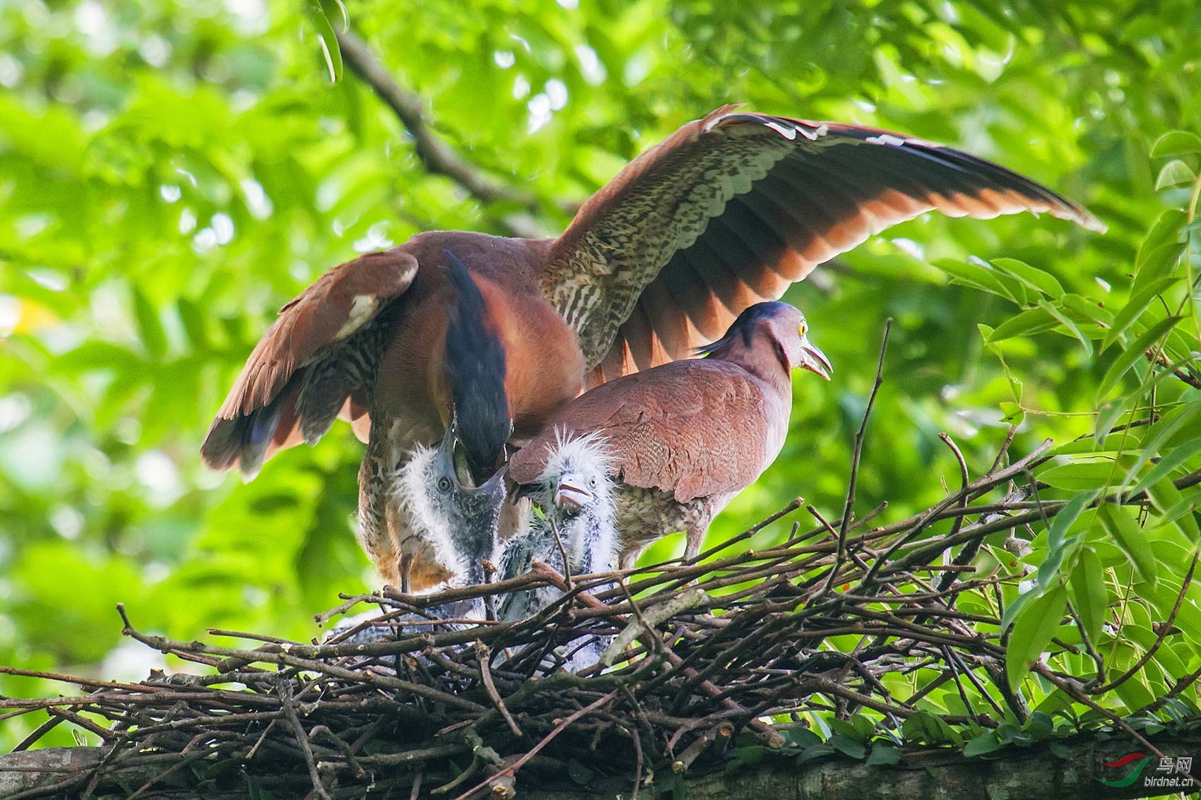 一家之主珍稀鸟类一一黑冠鳽