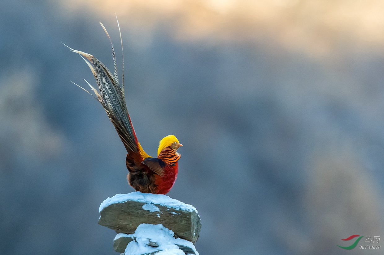 鳳凰展翅