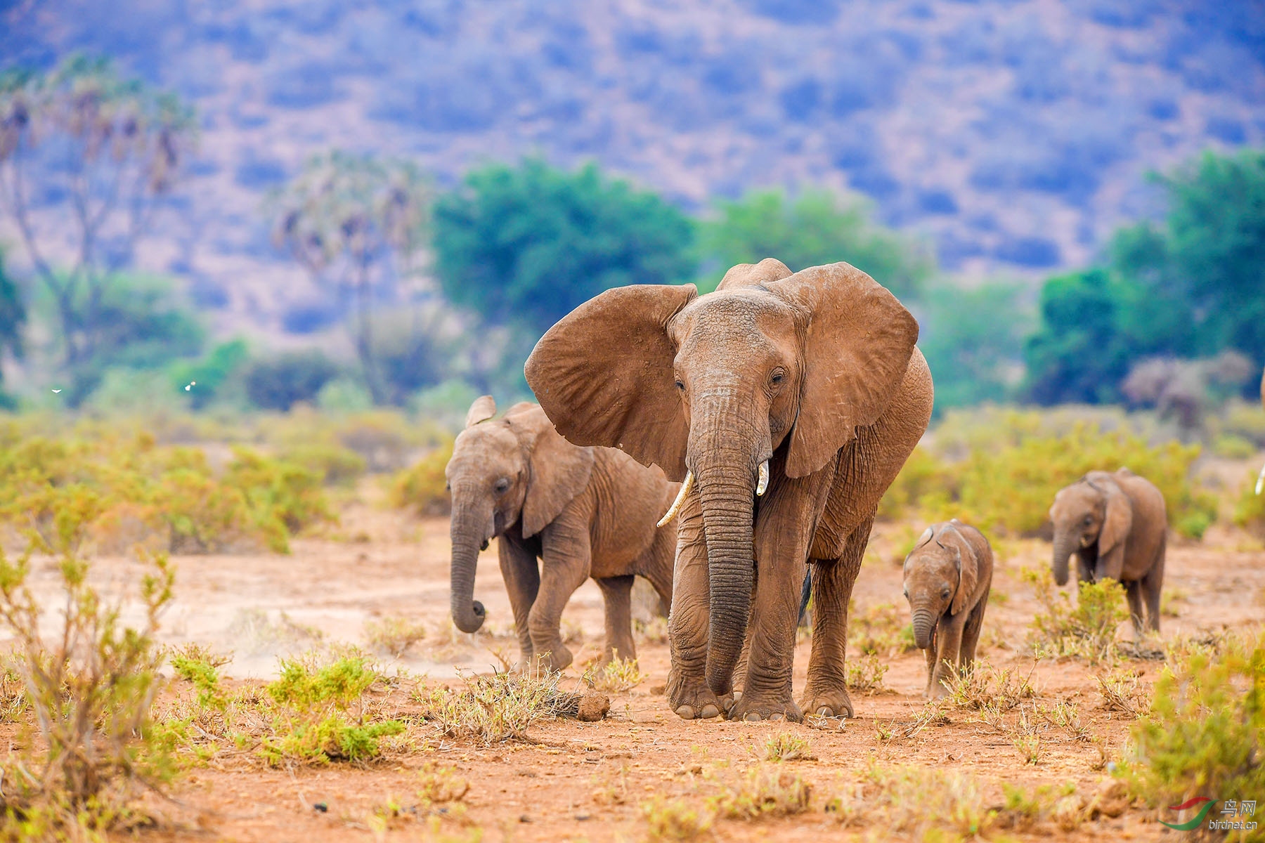 迁徙中的大象祝贺首页精华