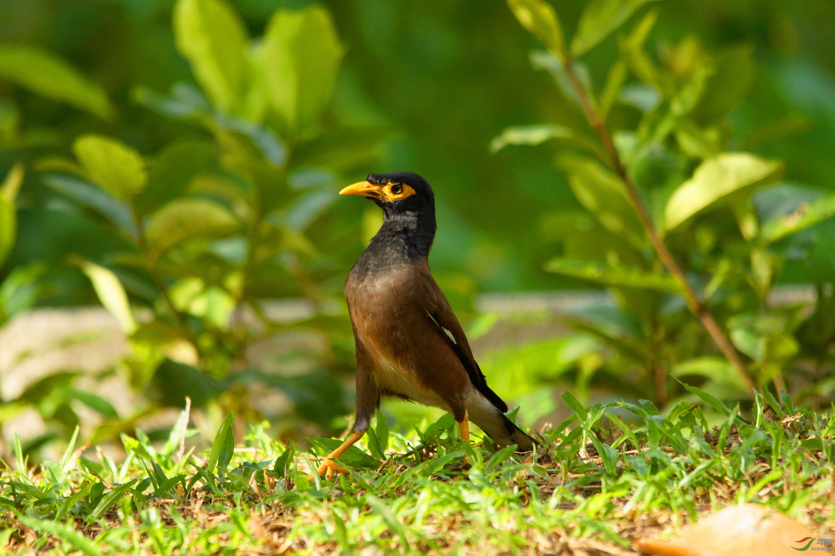 浑身是胆雄赳赳家八哥