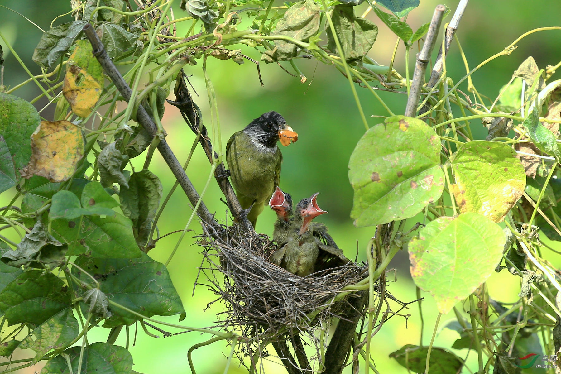 菜园里的领雀嘴鹎一家