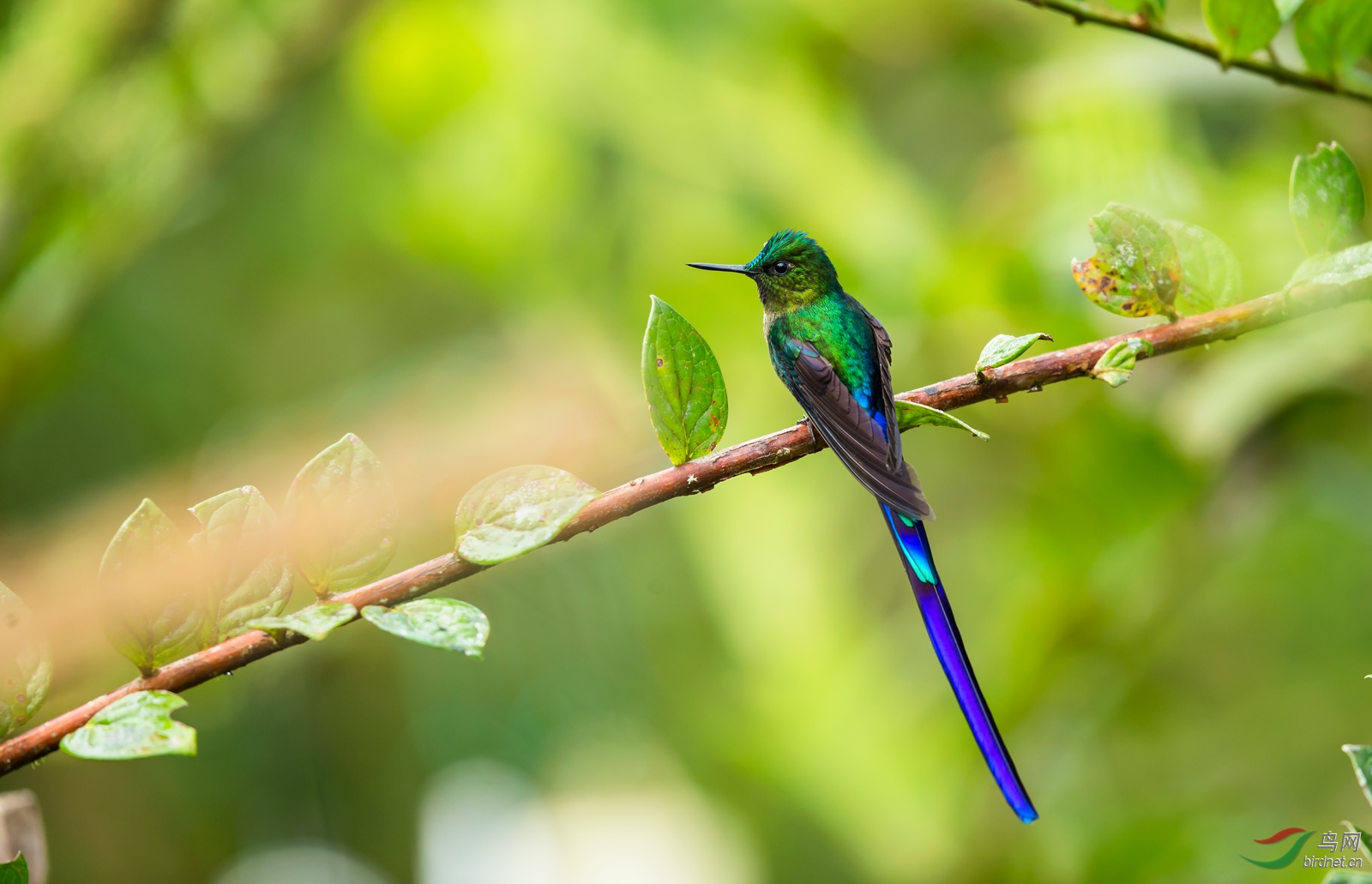 [林鸟] (紫长尾蜂鸟)紫长尾蜂鸟---厄瓜多尔(祝贺荣获首页精华)