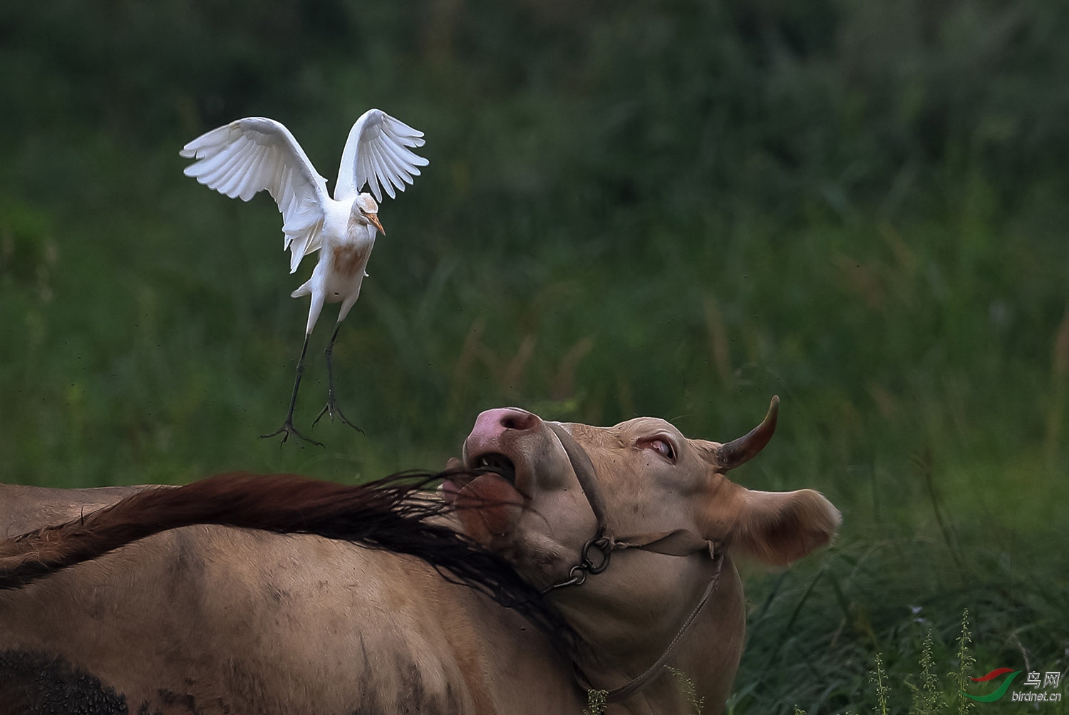 林鸟牛郎望织女牛背鹭