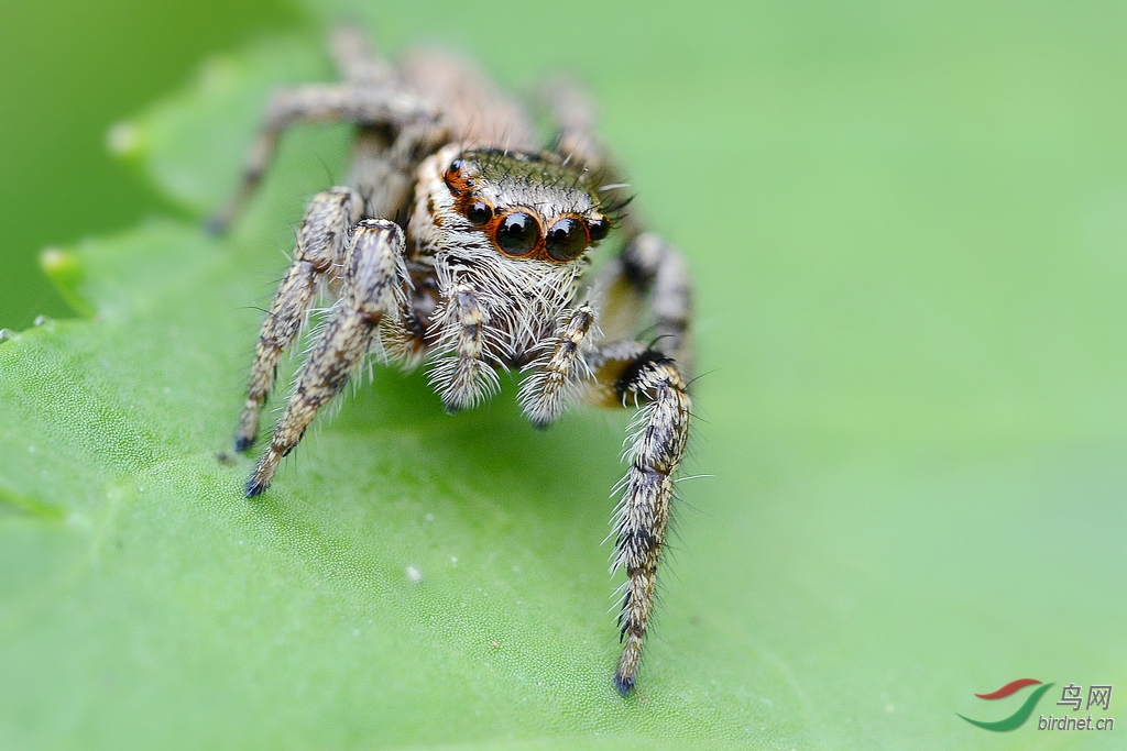 《跳蛛小精灵》