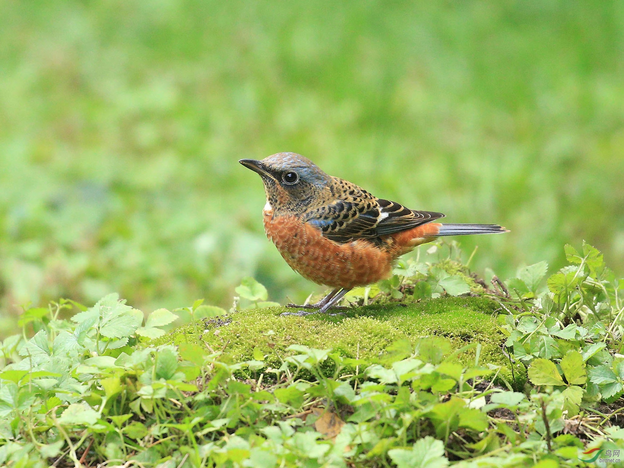 林鸟白喉矶鸫雄北京动物园