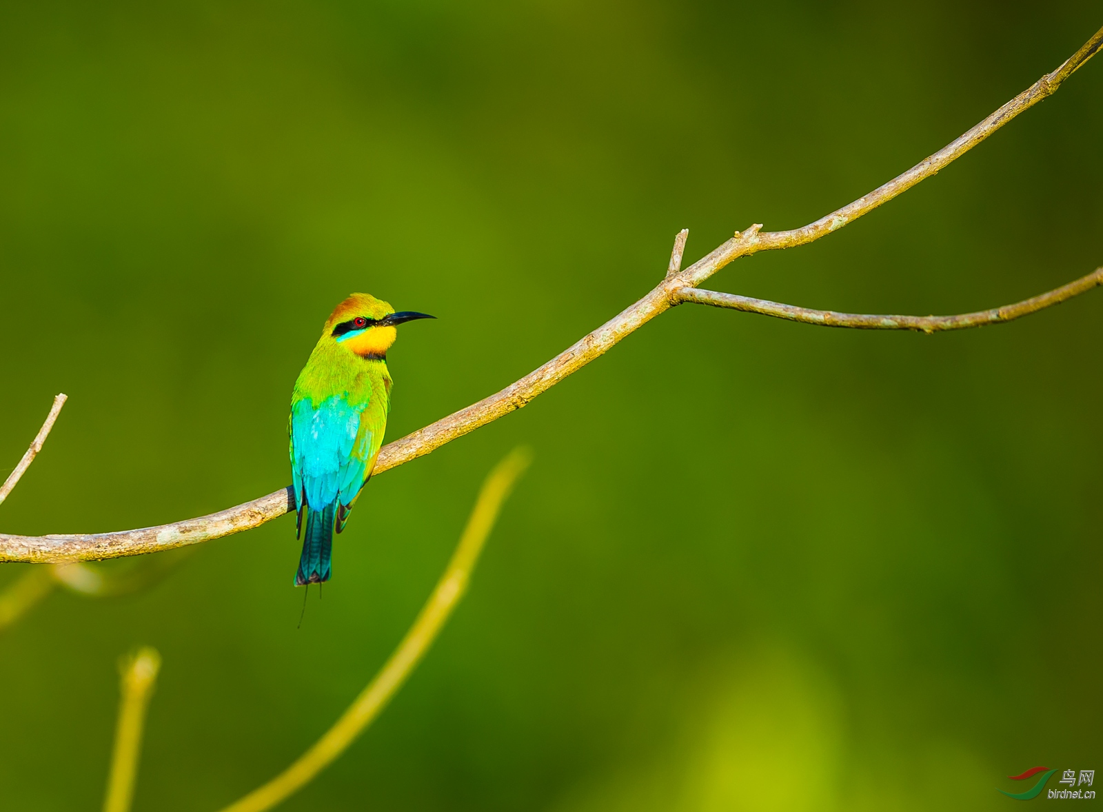 夕阳下的彩虹蜂虎(澳大利亚特有鸟种)
