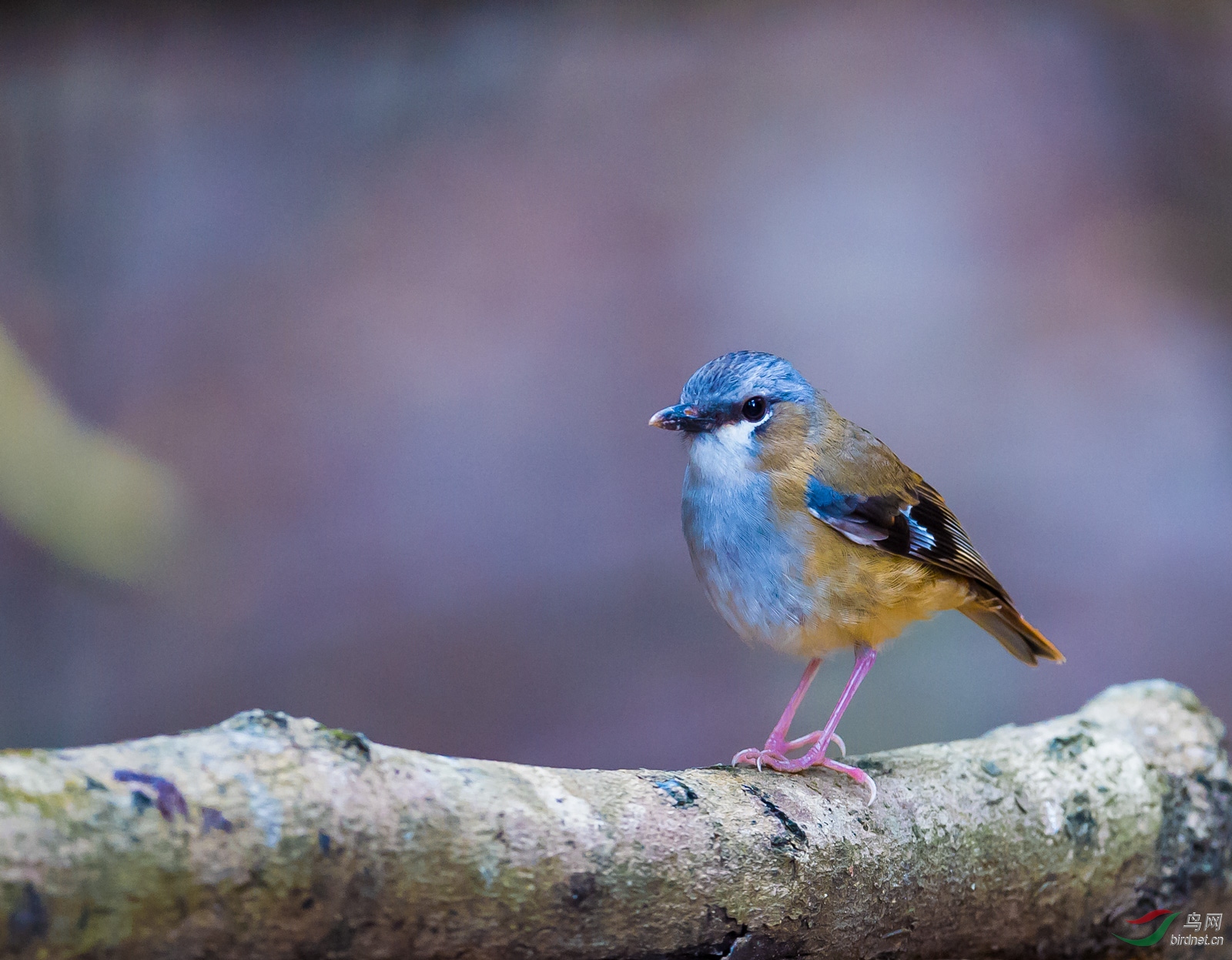 灰头罗宾greyheadedrobin澳大利亚特有鸟种
