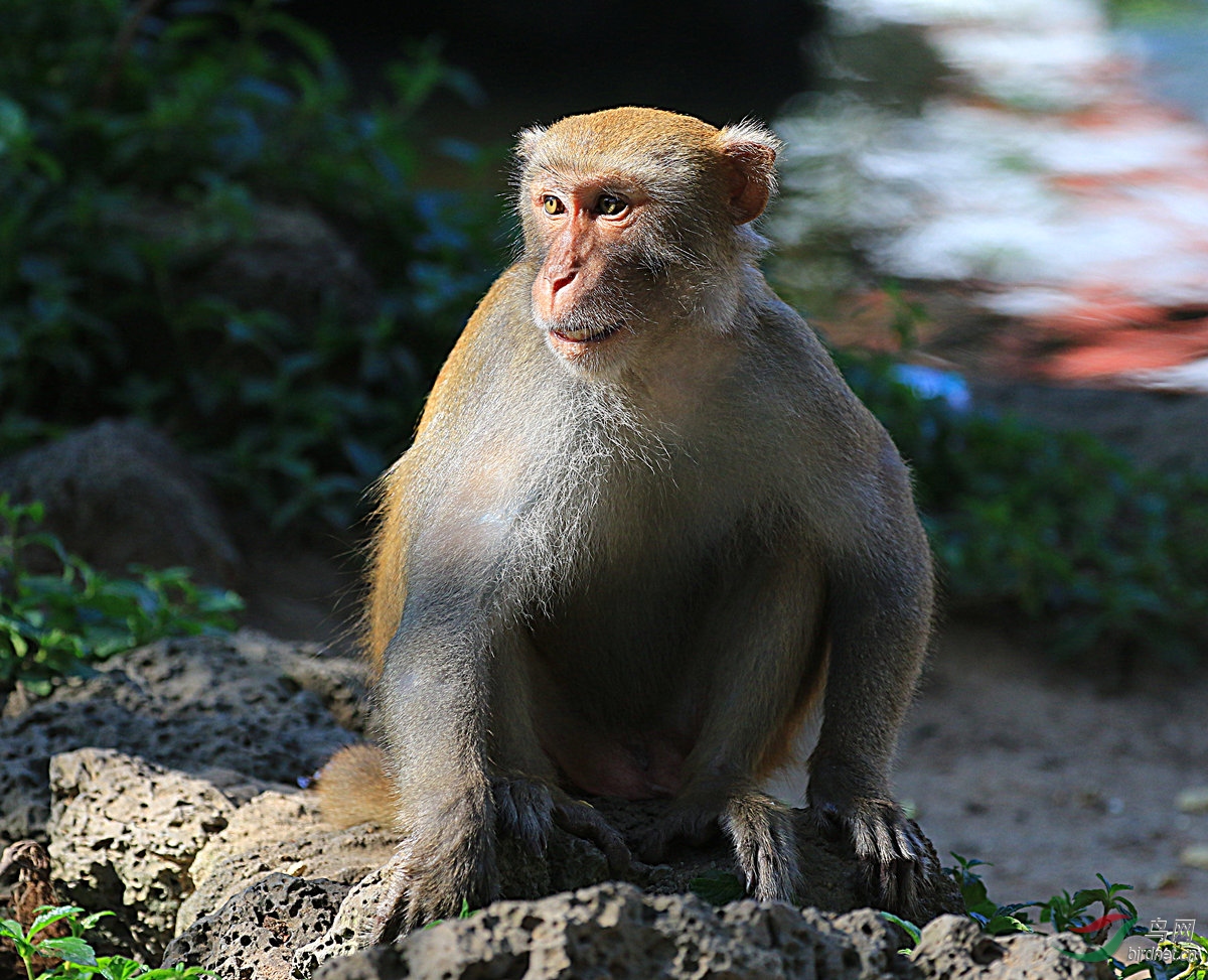 卢氏跗猴图片