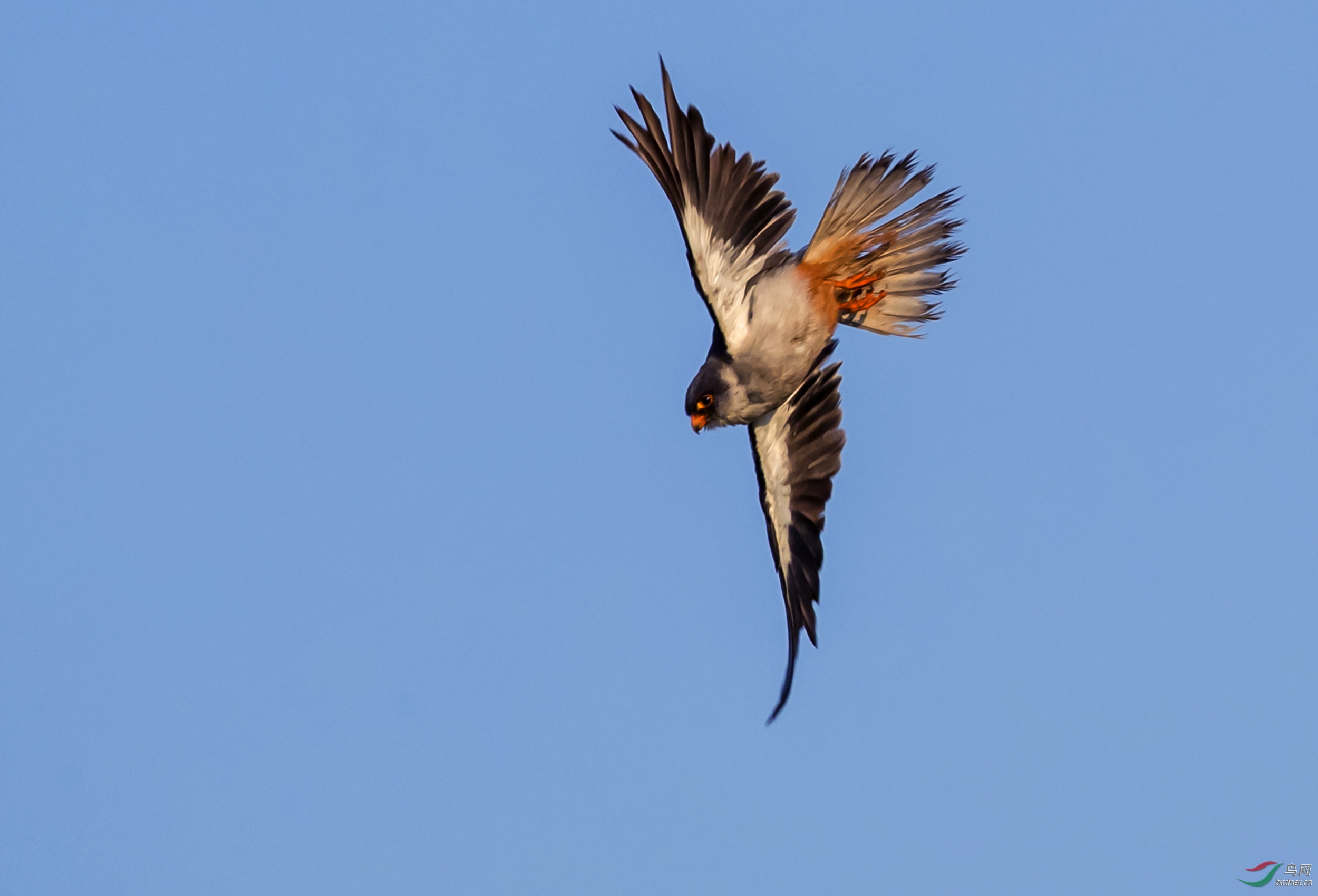 [猛禽] 阿穆尔隼(雄)------俯冲