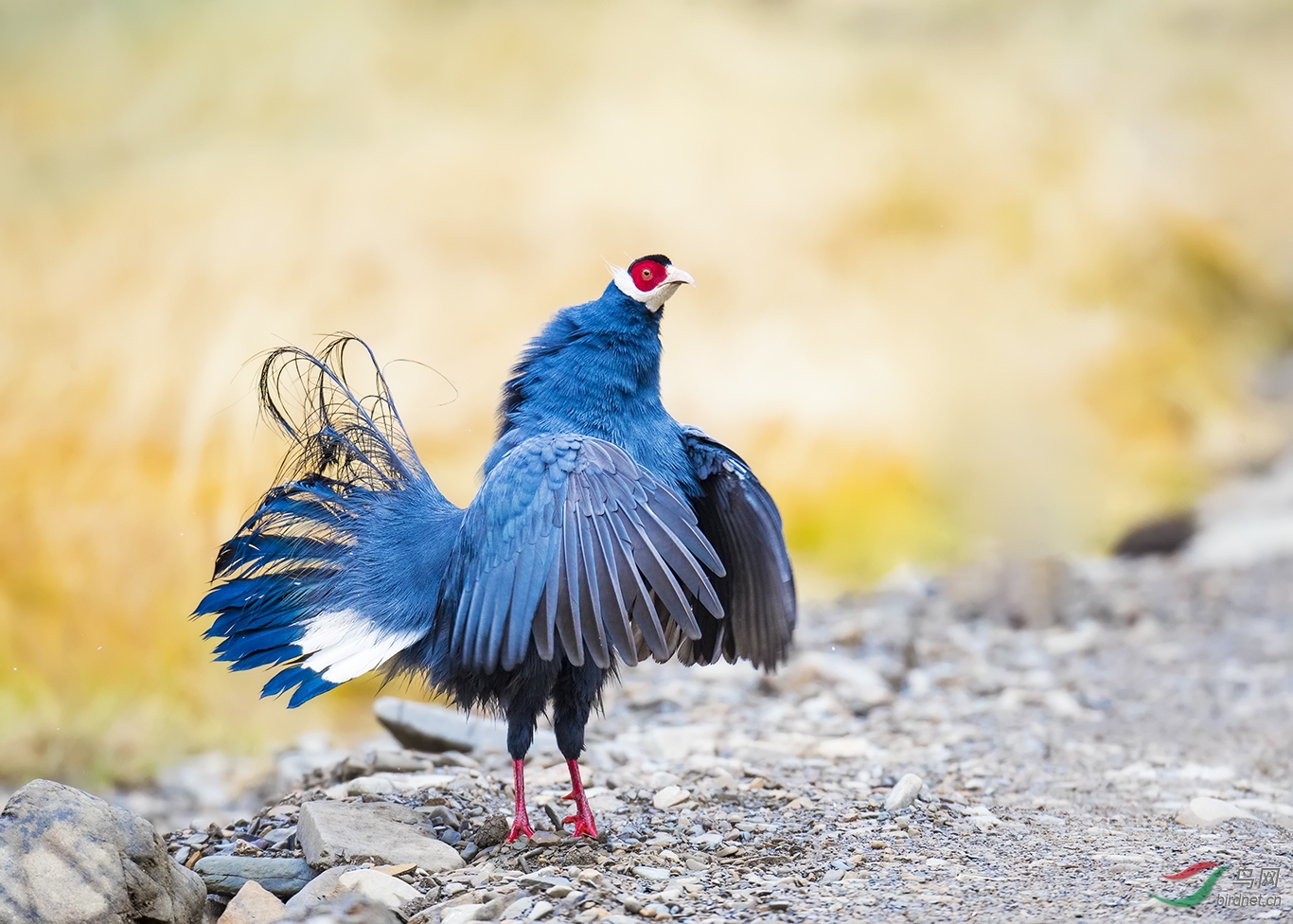 蓝马鸡闻鸡起舞