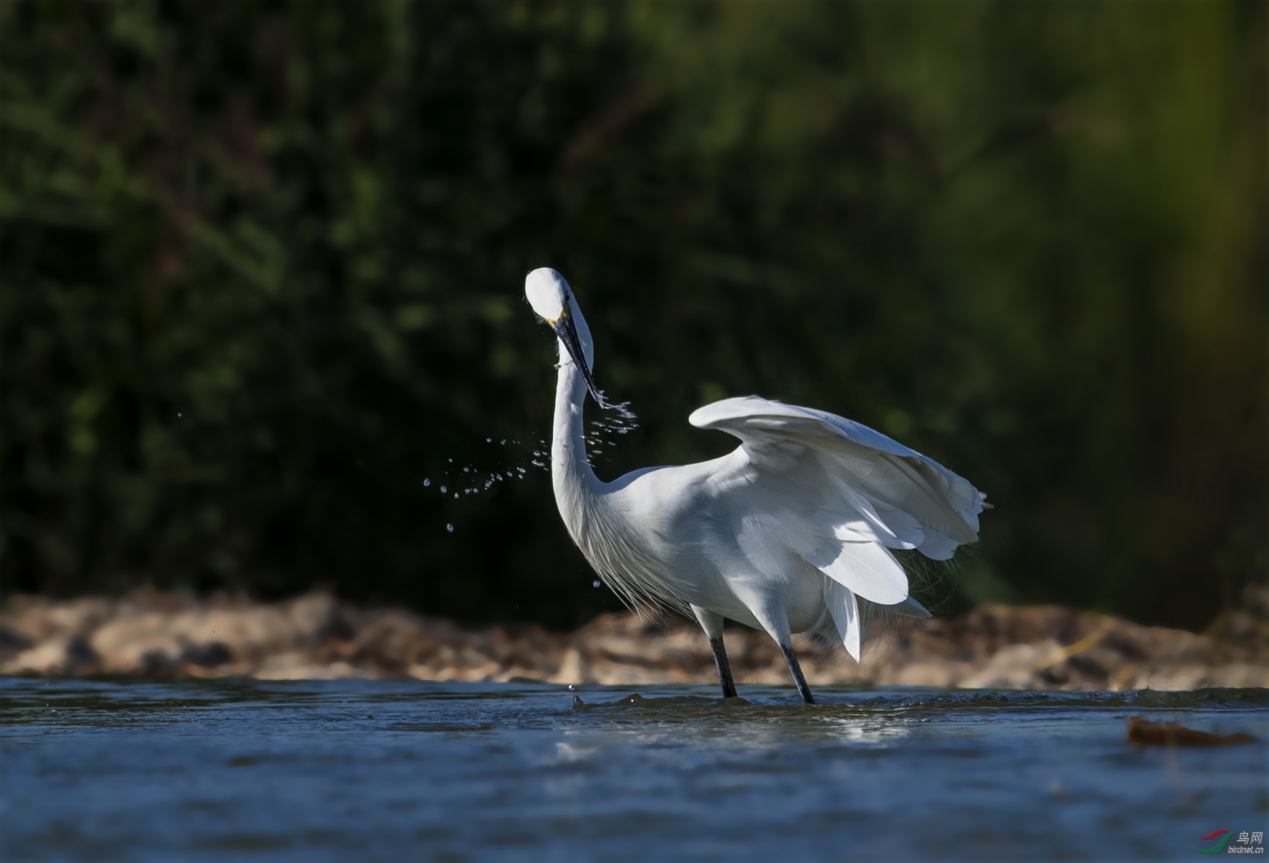 白鹭戏水