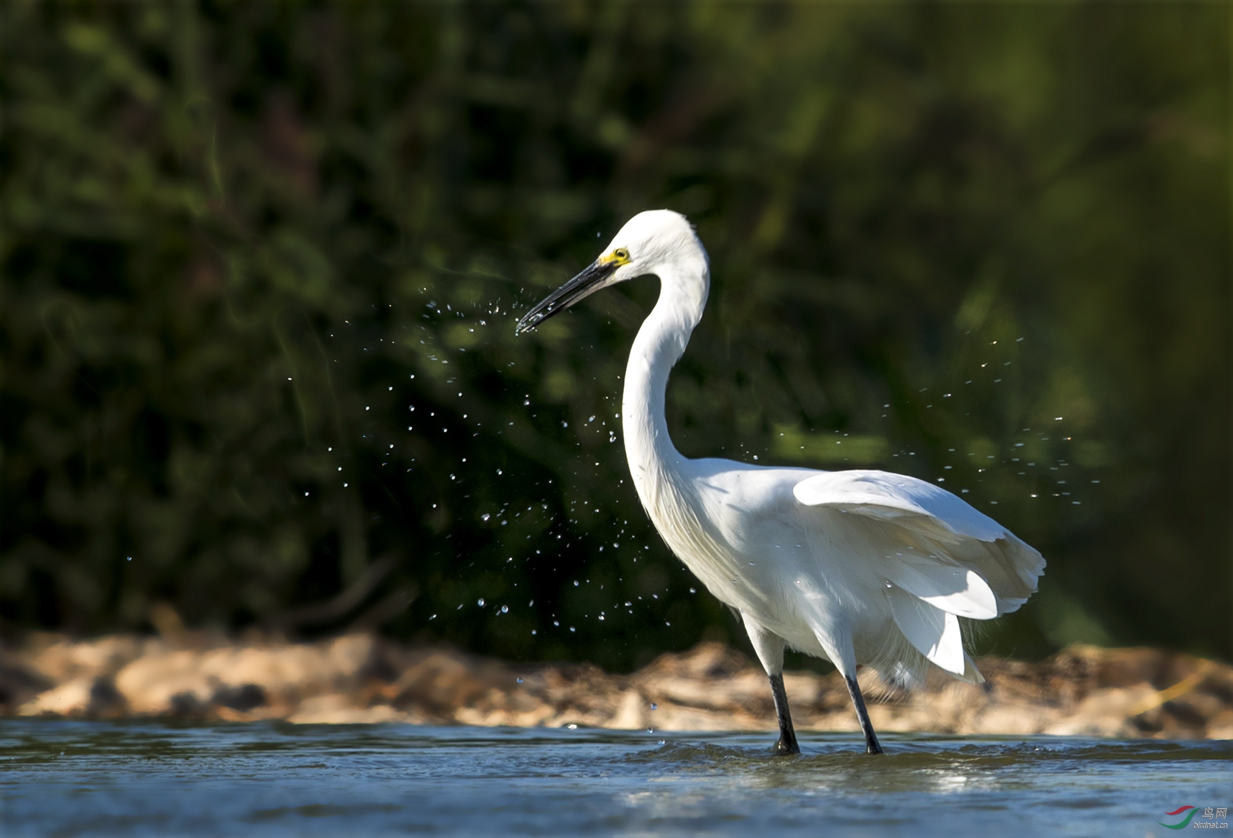 白鹭戏水