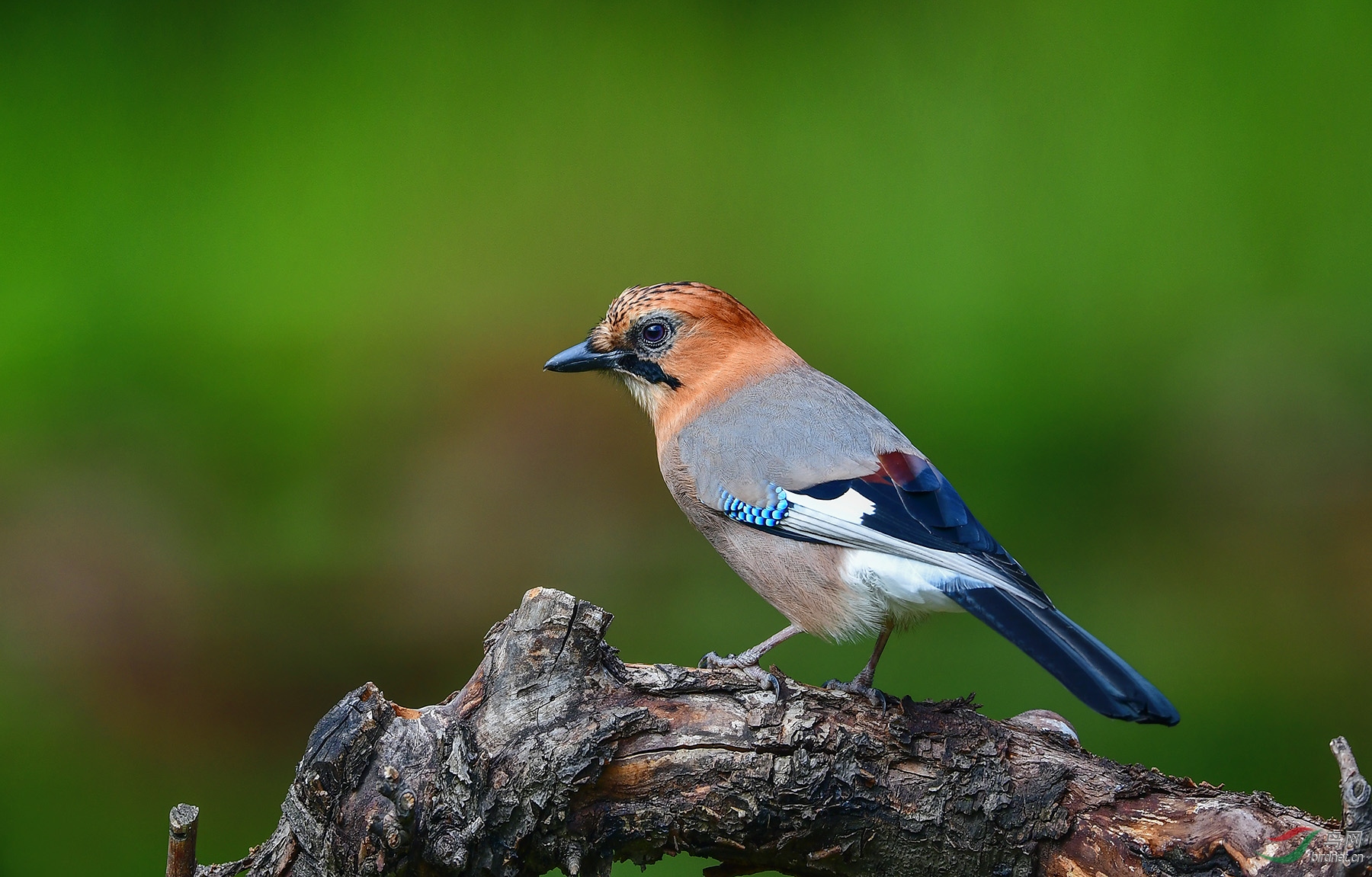 家乡的留鸟松鸦