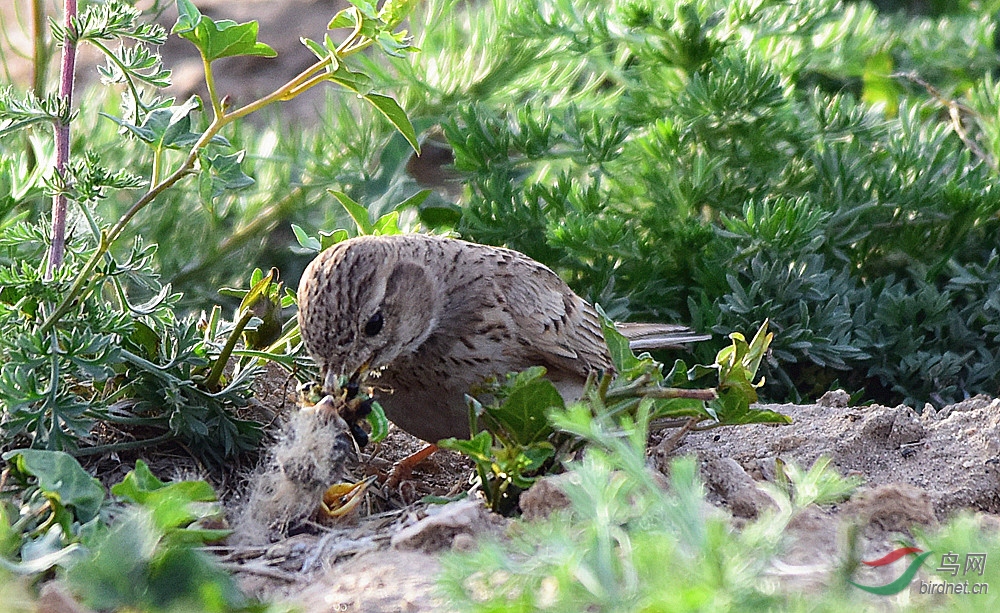 百灵鸟0