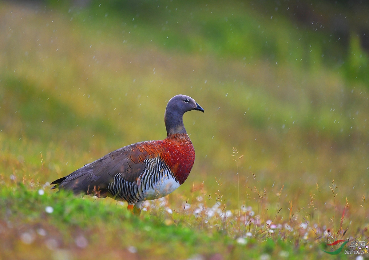 (灰头草雁)漫步雨中——灰头草雁