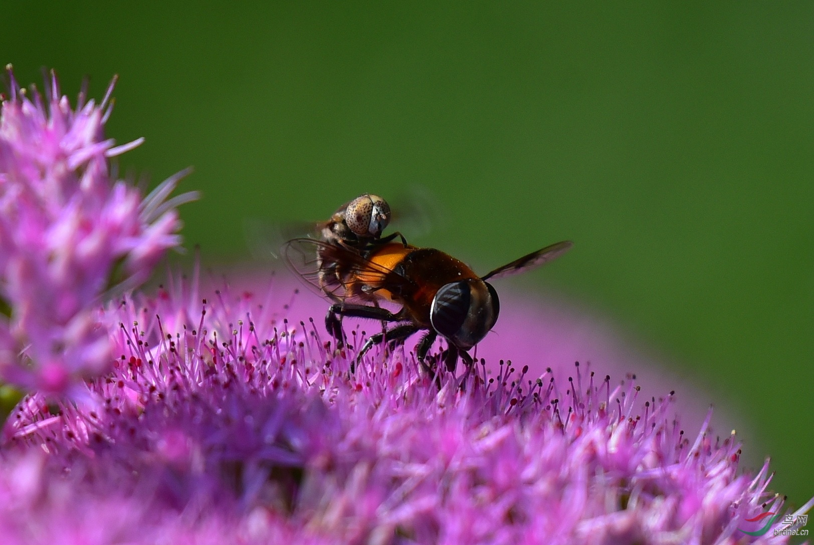 DSC_8181.jpg