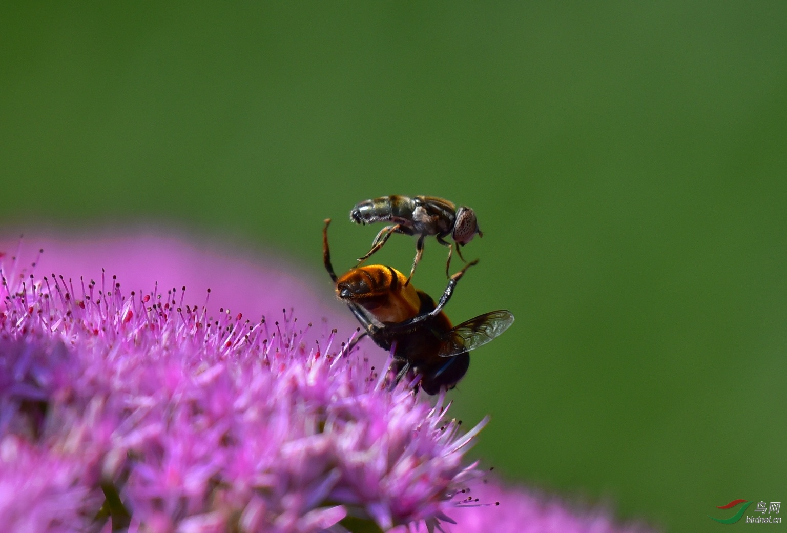 DSC_8187.jpg