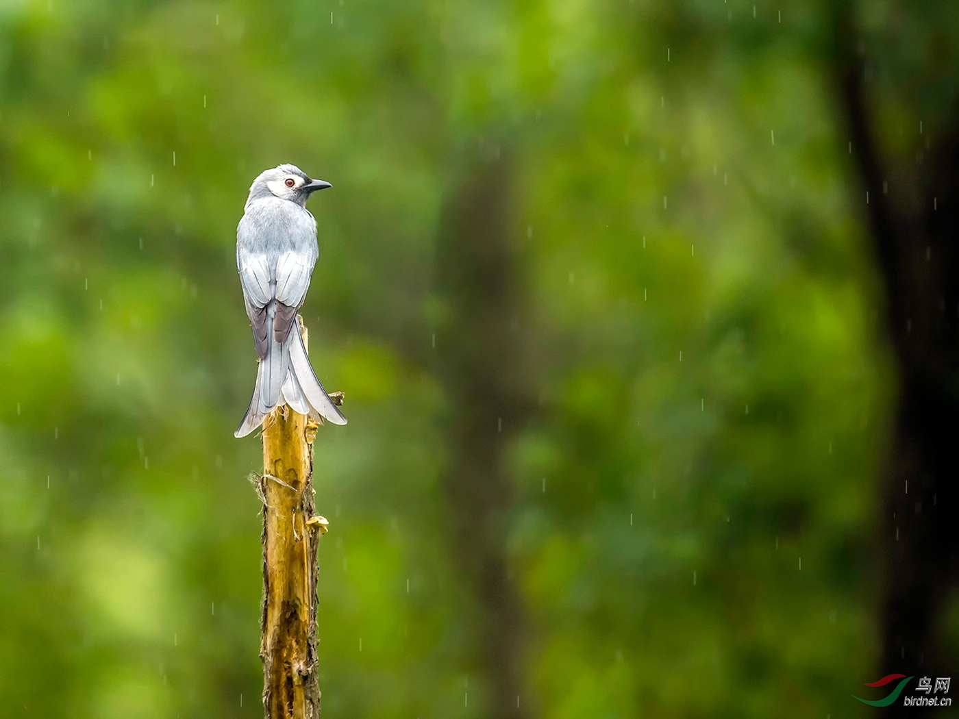 小雨中的回憶