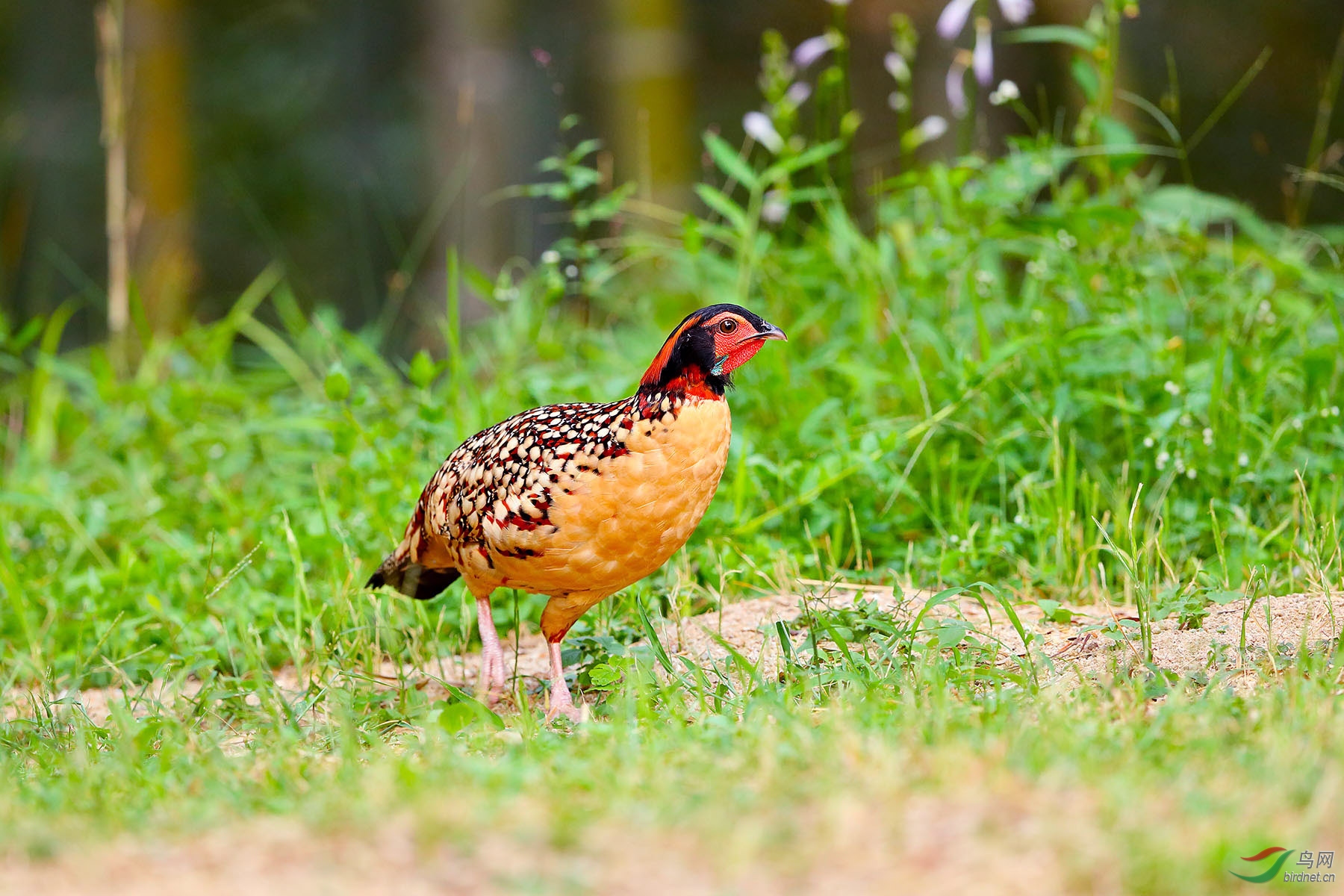 黄腹角雉雄鸟