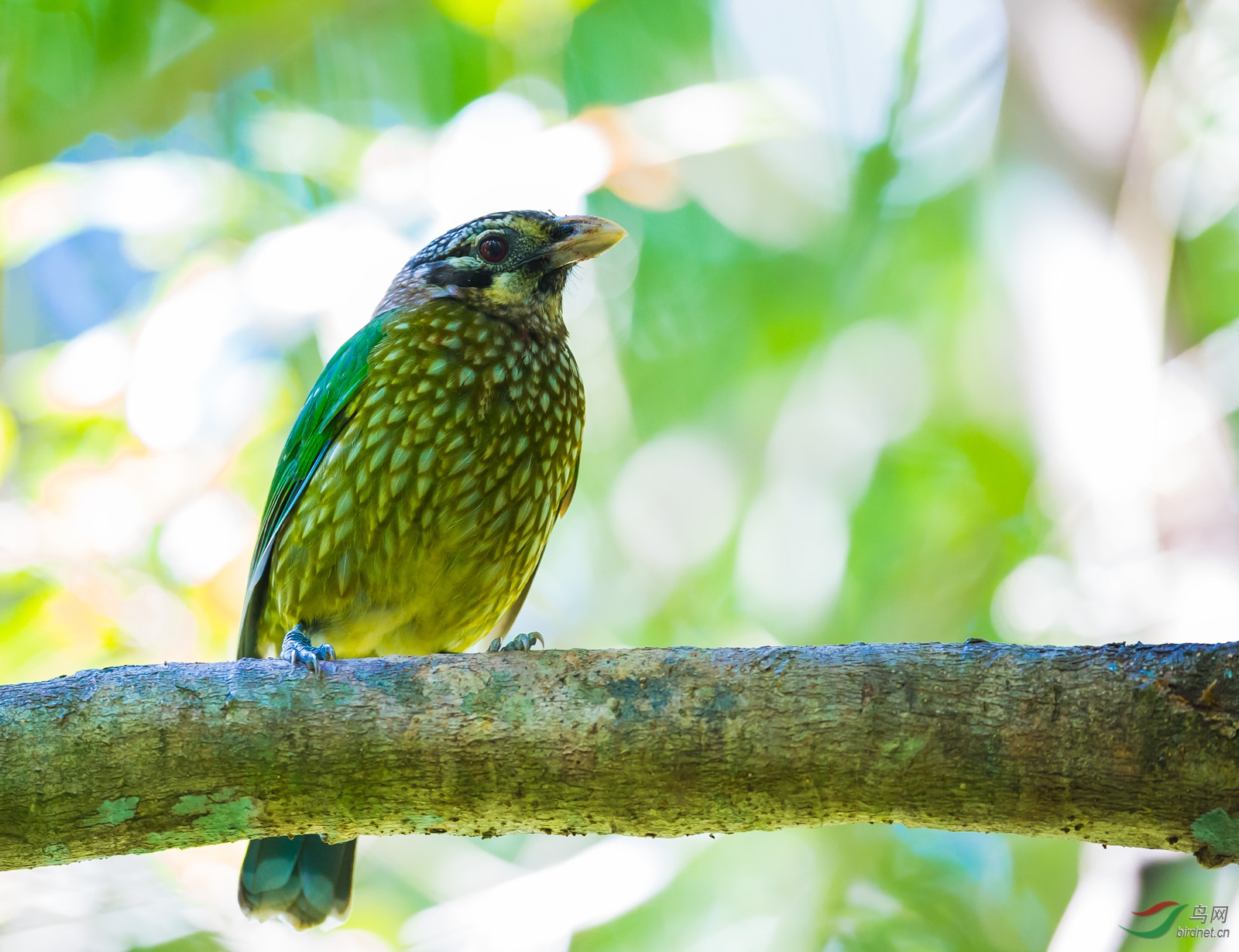 绿园丁鸟澳大利亚