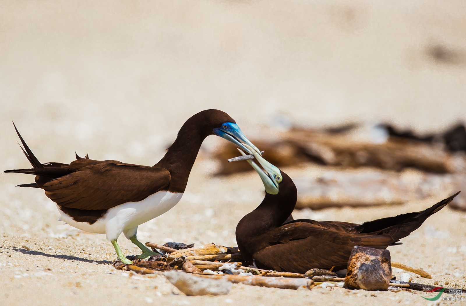 共筑家园澳大利亚褐鲣鸟
