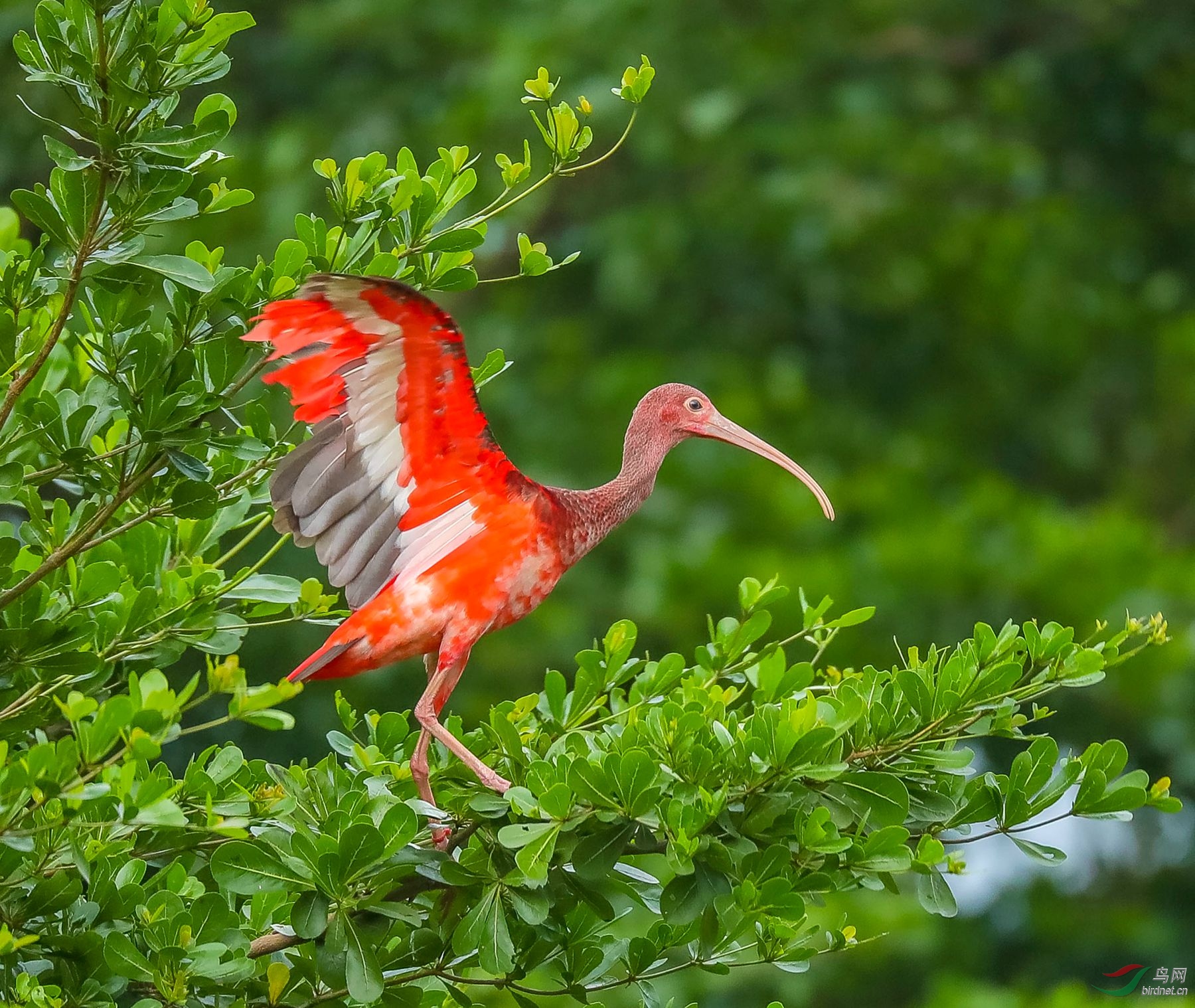 (美洲红鹮) 祝贺成都隆迪老师荣升艺术创意版版主>(红鹮鸟)荣获首页