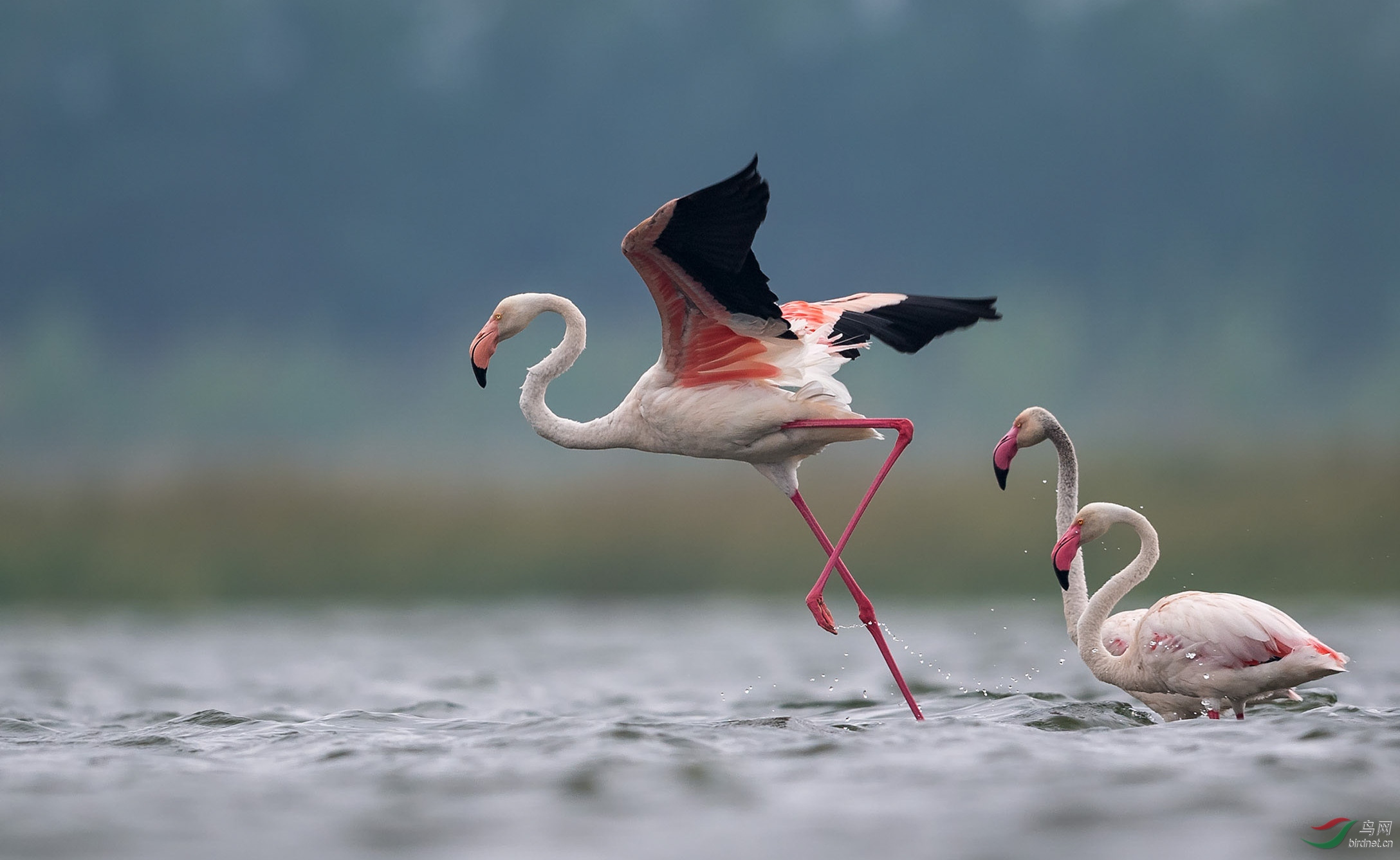 大红鹳起舞祝贺荣获首页精华