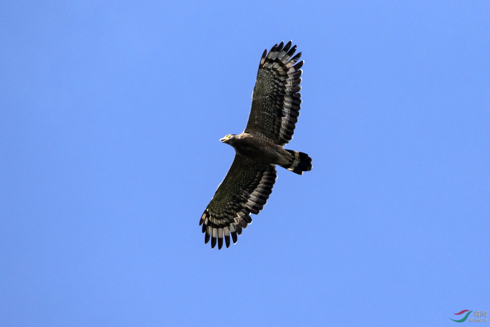 阿索岭拍鸟之鹰啸长空