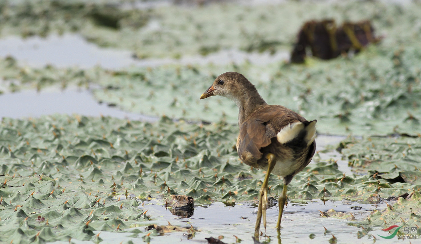 170909小黑水鸡向老师们学习问好