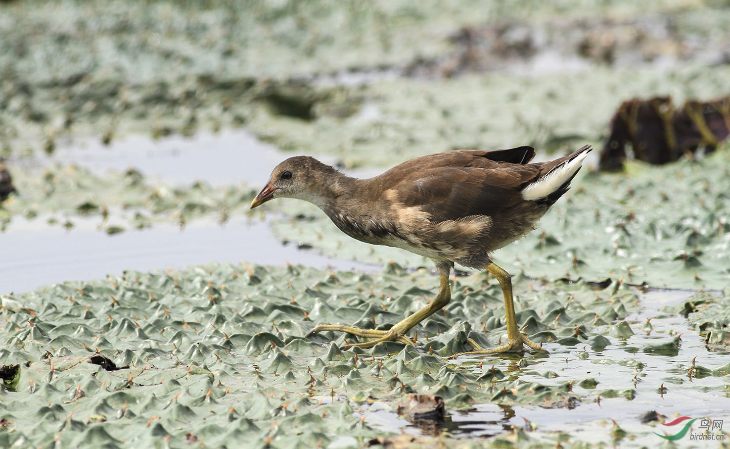 170909小黑水鸡向老师们学习问好