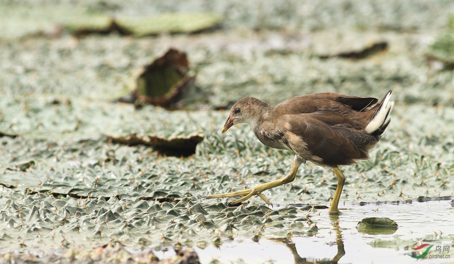 170909小黑水鸡向老师们学习问好