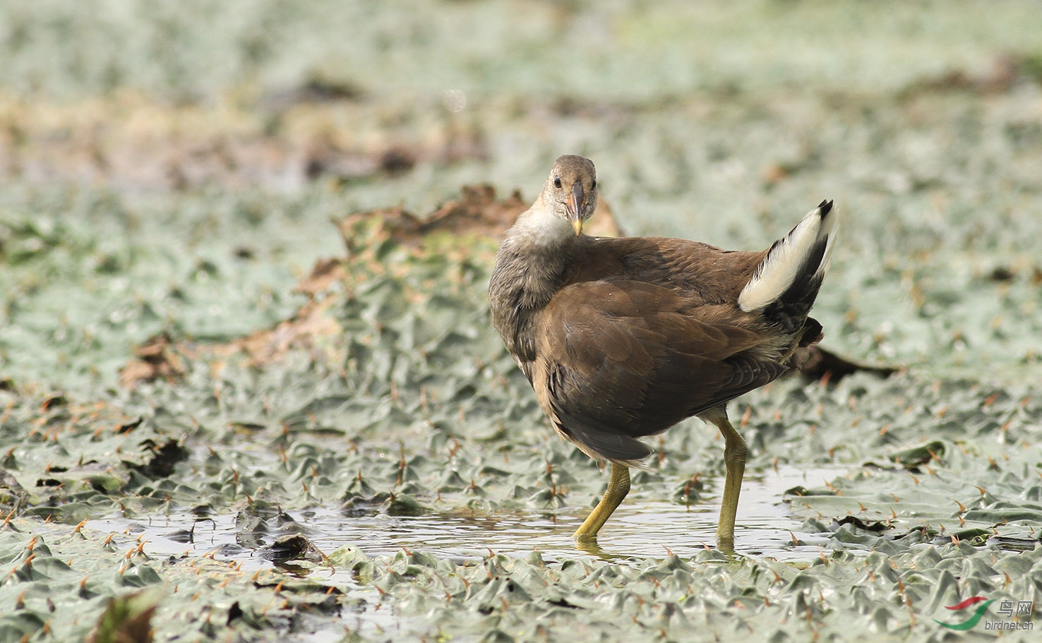 170909小黑水鸡向老师们学习问好