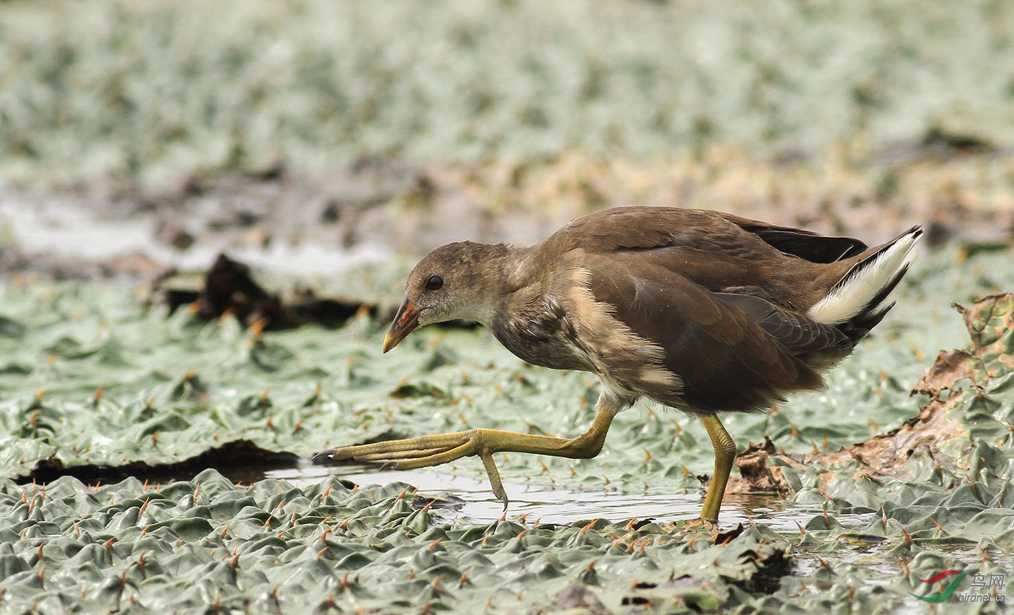 170909小黑水鸡向老师们学习问好