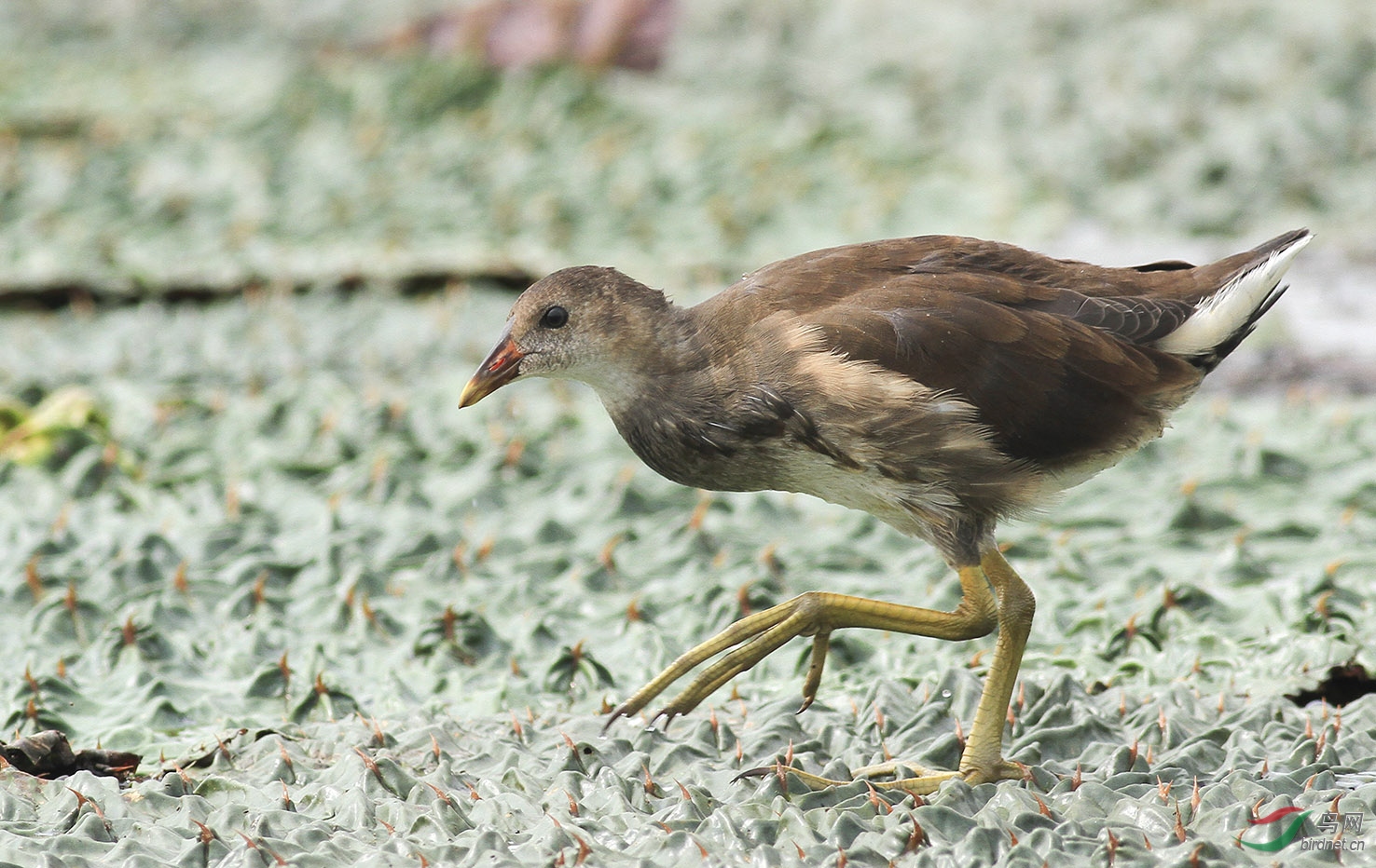 170909小黑水鸡向老师们学习问好