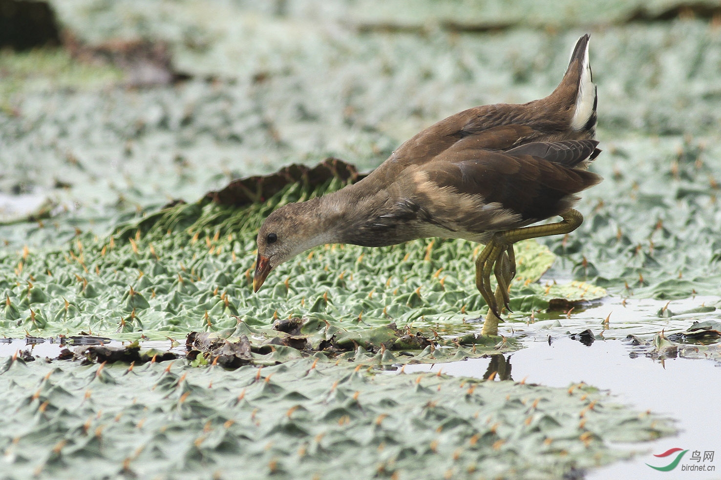 170909小黑水鸡向老师们学习问好