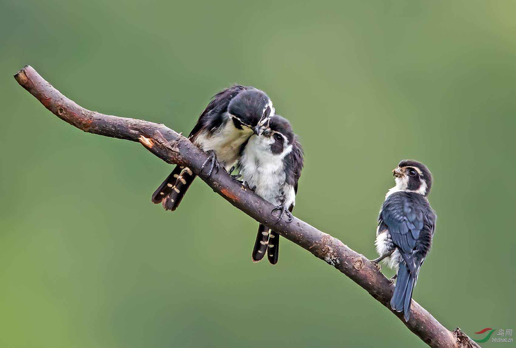 ����С�� 314_����.jpg