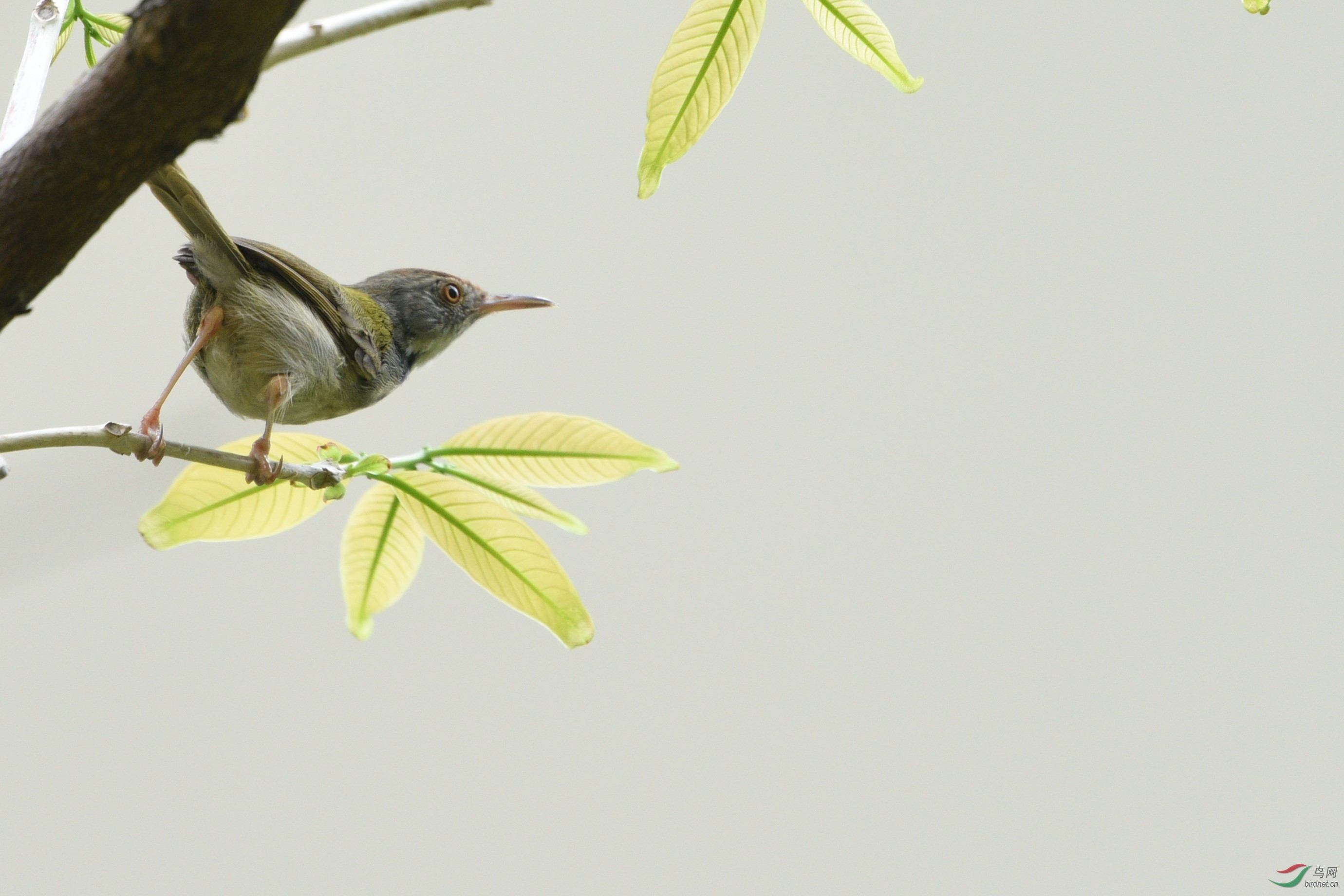 枝后有只跳动的小鸟